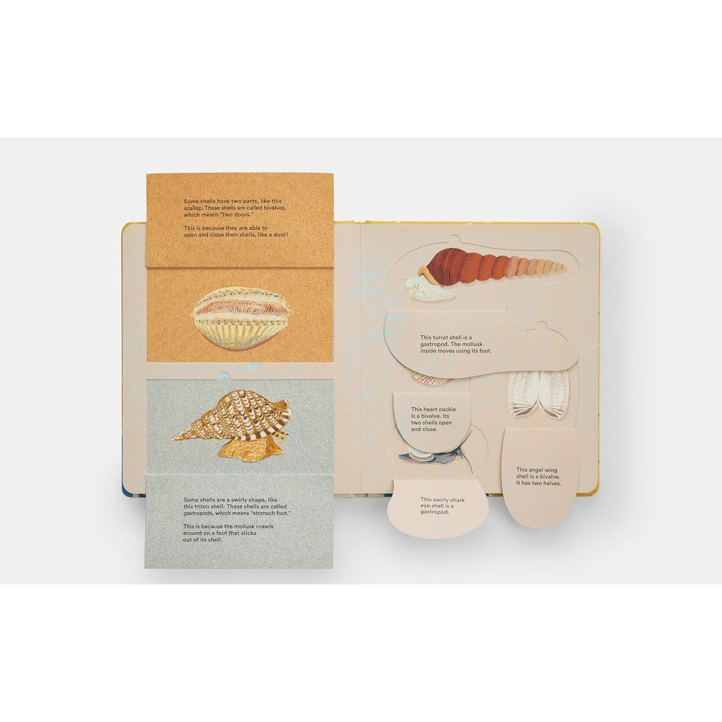 Shells... and what they hide inside - A Lift-the-Flap Adventure | Board Book | Children's Book
