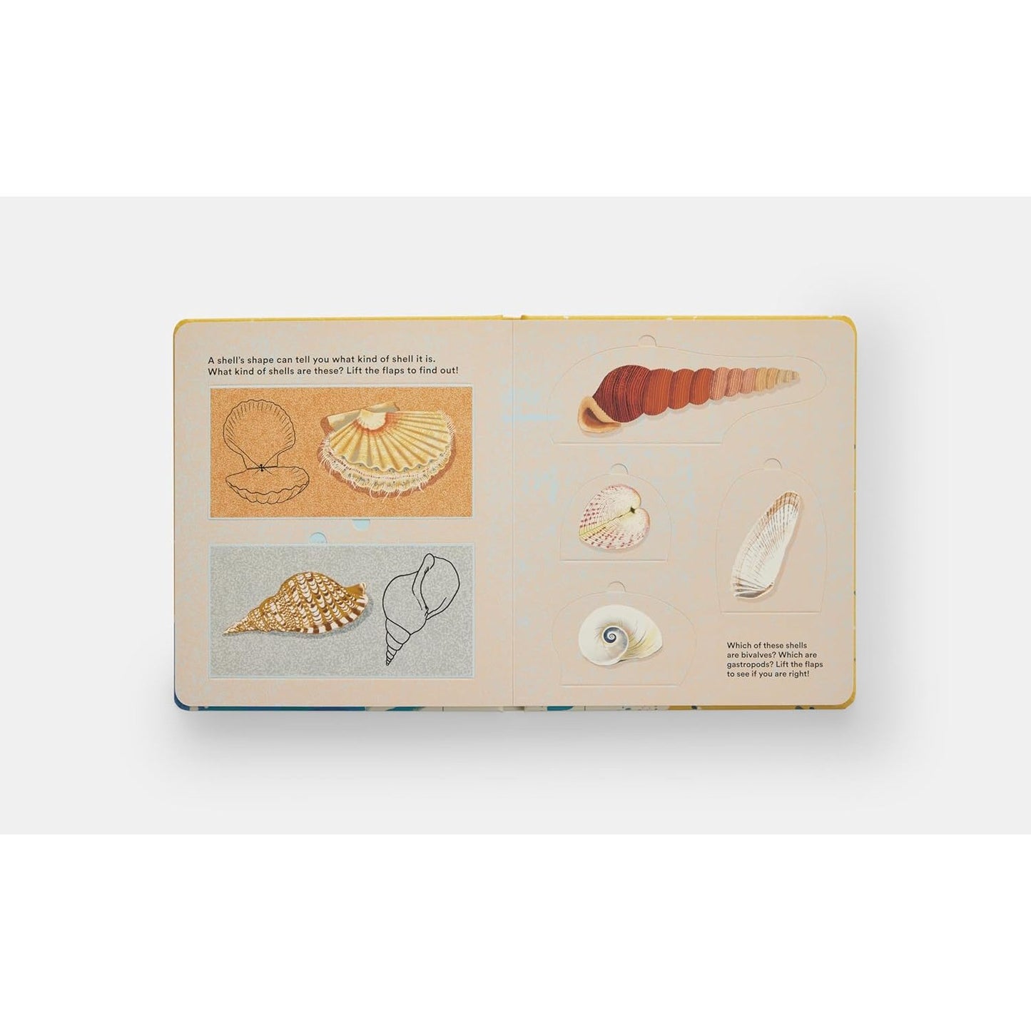 Shells... and what they hide inside - A Lift-the-Flap Adventure | Board Book | Children's Book