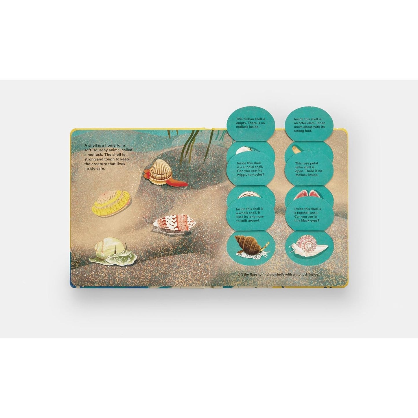 Shells... and what they hide inside - A Lift-the-Flap Adventure | Board Book | Children's Book