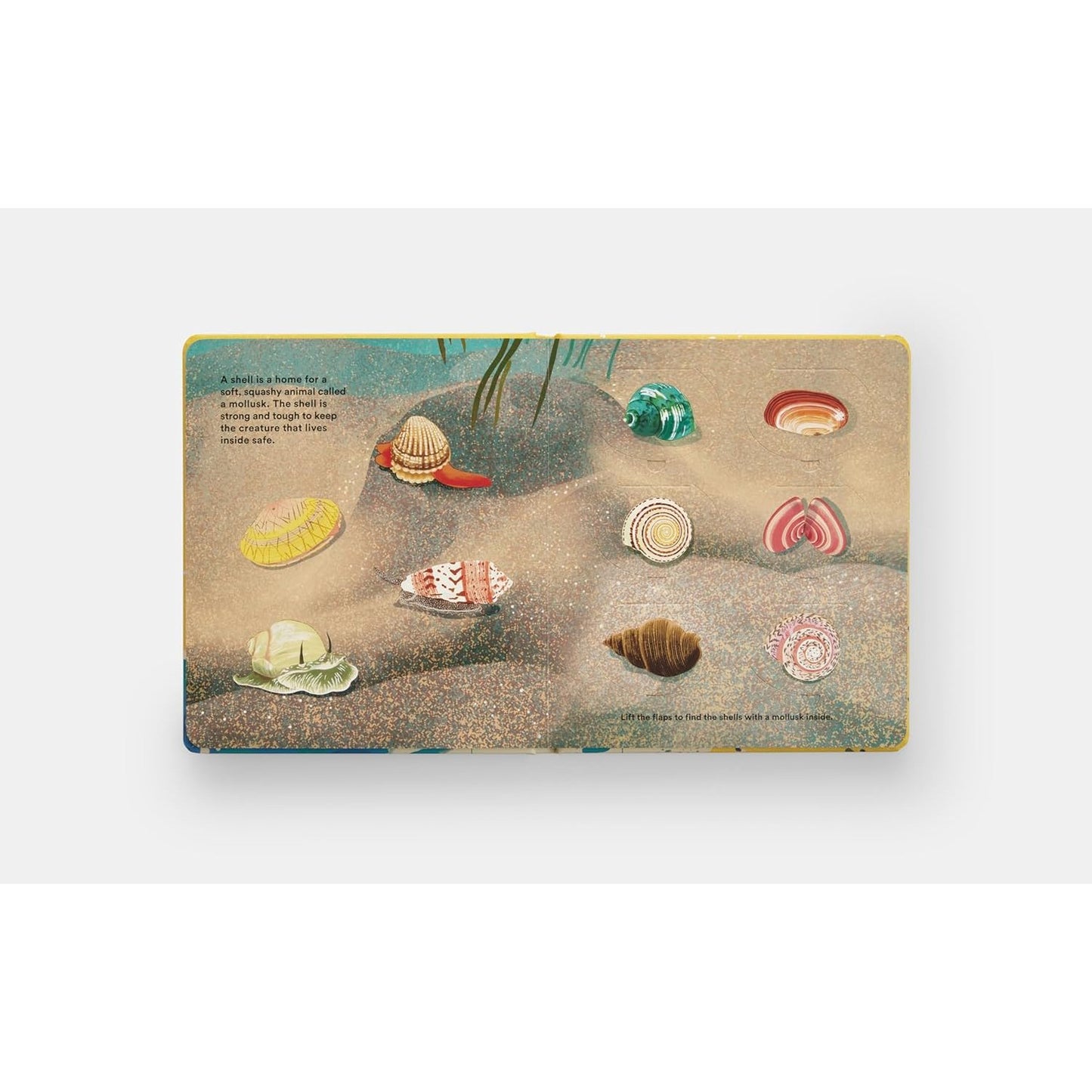 Shells... and what they hide inside - A Lift-the-Flap Adventure | Board Book | Children's Book