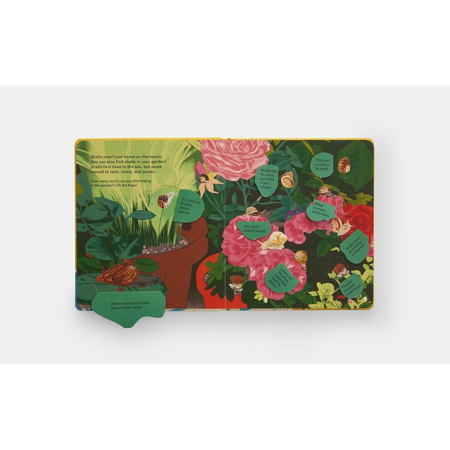 Shells... and what they hide inside - A Lift-the-Flap Adventure | Board Book | Children's Book