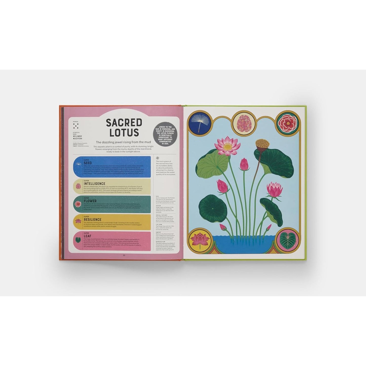 Superpowered Plants - Meet the Smartest, Strongest, and Sneakiest Plants | Hardcover | Children's Book