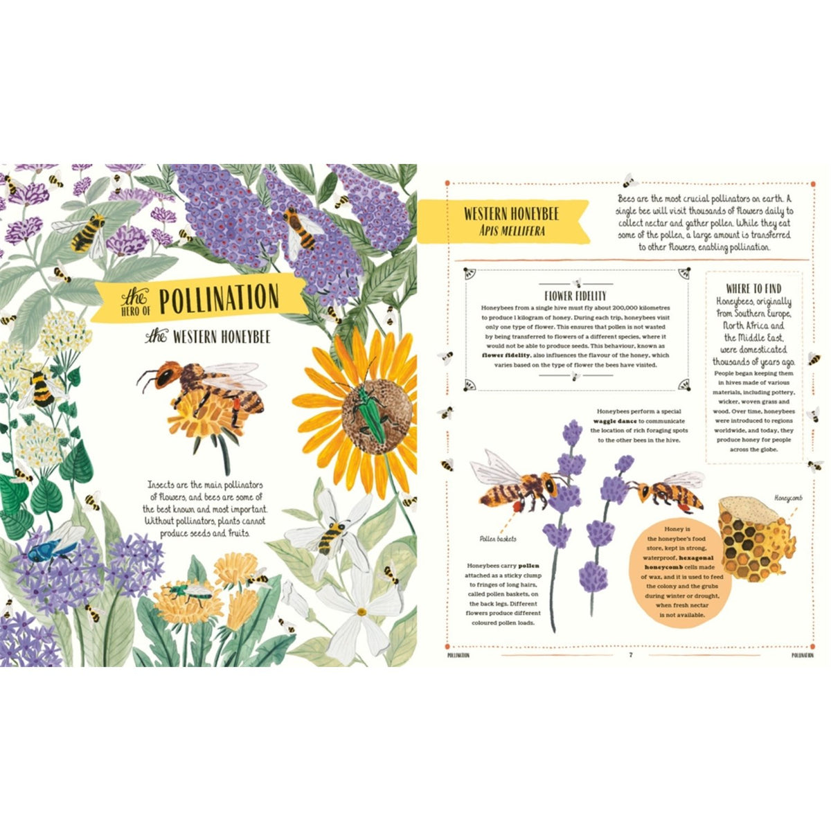 Sample pages (4) from 'Buzz' by Richard Jones and Sara Boccaccini Meadows - preschool hardcover