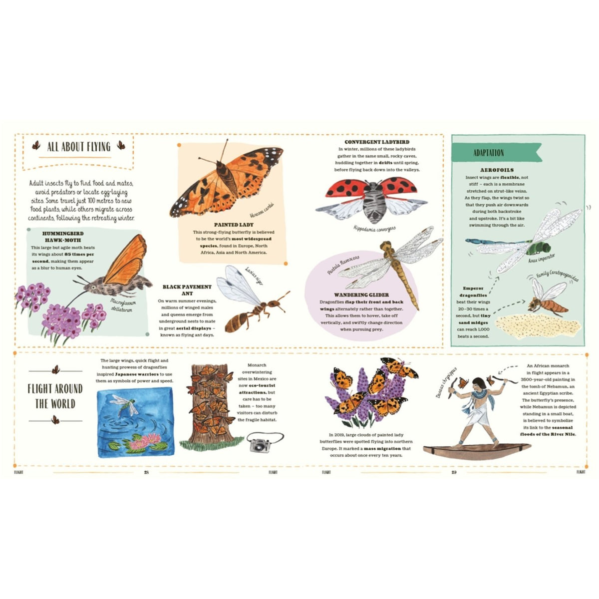 Sample pages (10) from 'Buzz' by Richard Jones and Sara Boccaccini Meadows - preschool hardcover