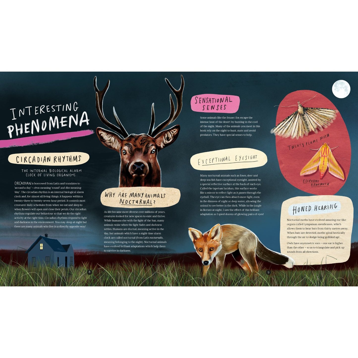 Wild Child's Guide to Nature at Night | Hardcover | Children's Book on Nature