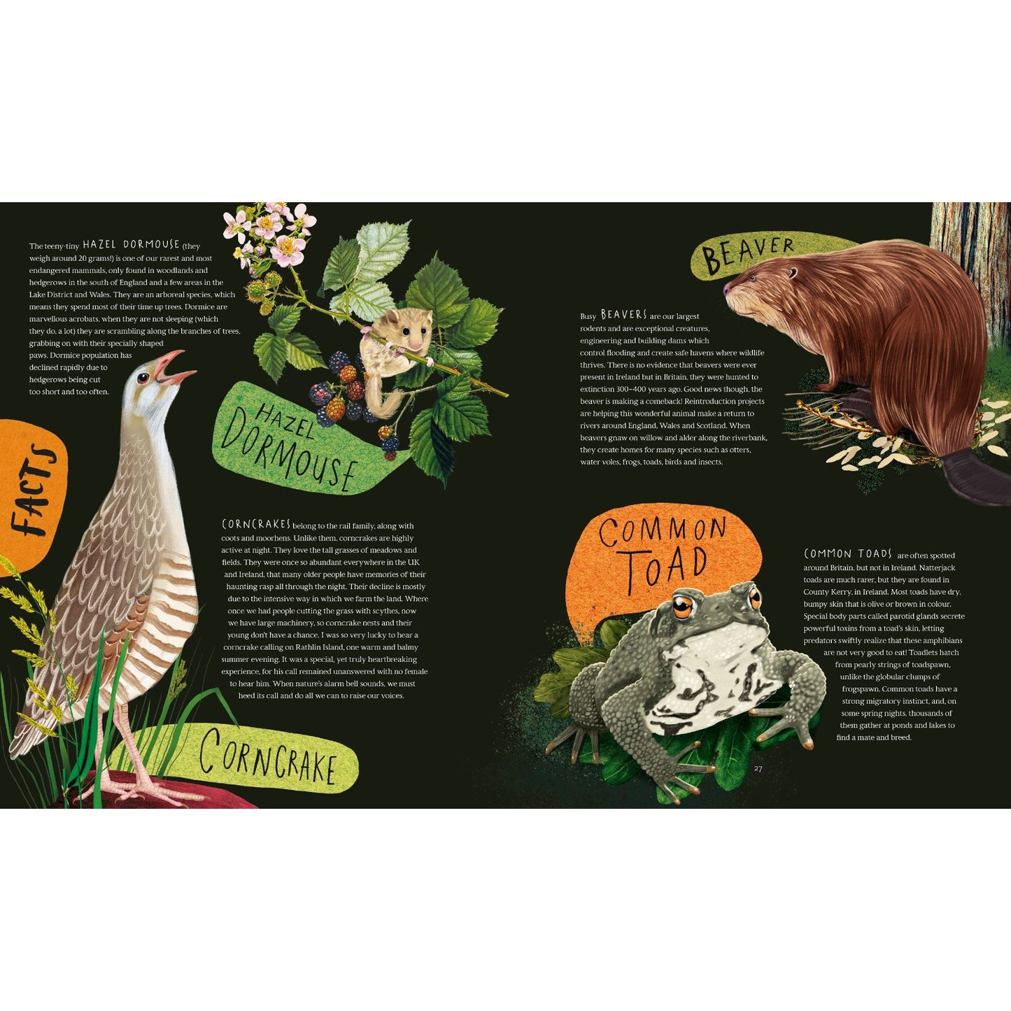 Wild Child's Guide to Nature at Night | Hardcover | Children's Book on Nature