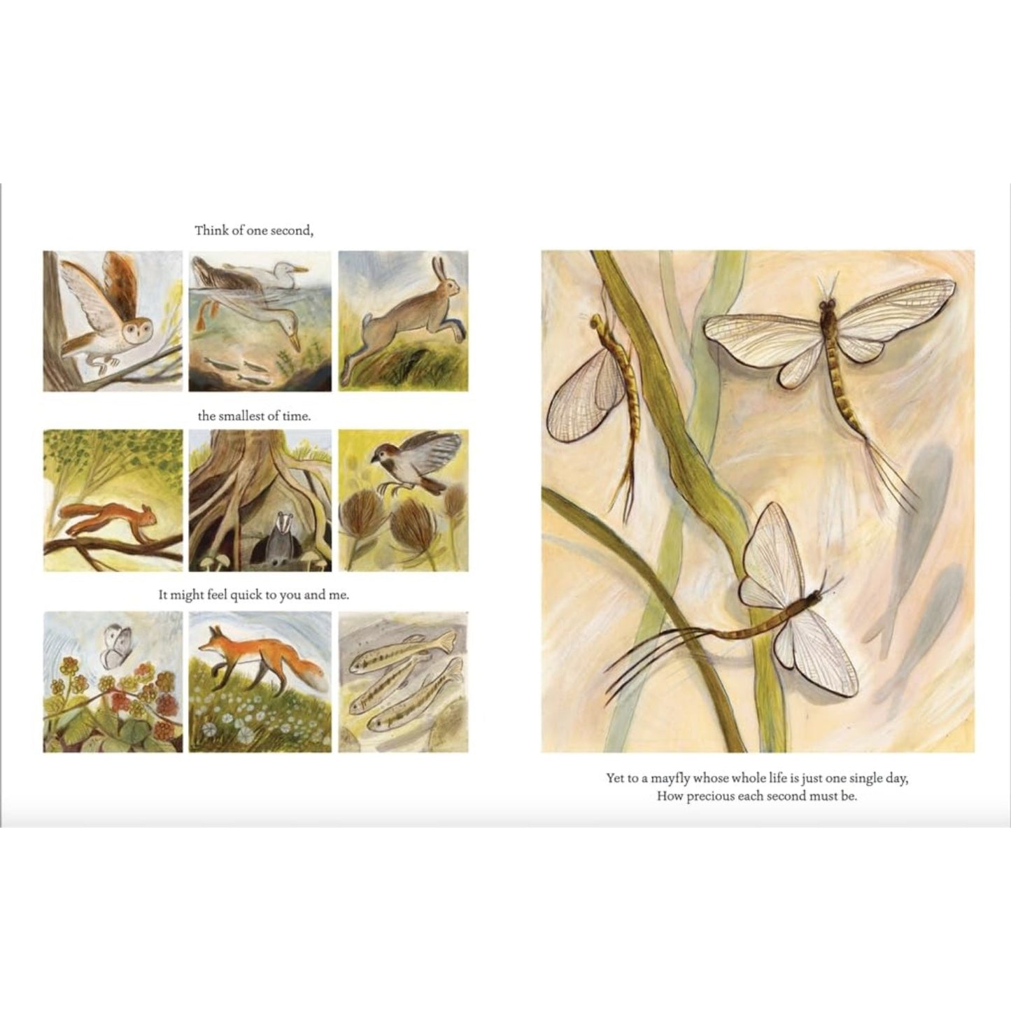 Time Runs Like A River | Paperback | Children's Book on Nature