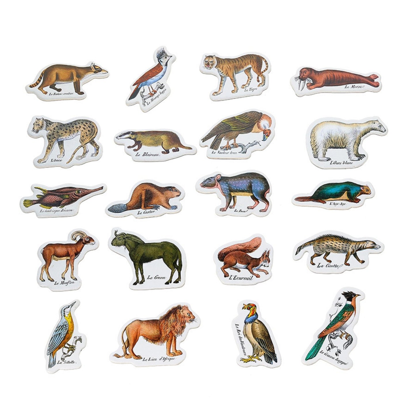 Zoological Magnets | Muséum National d'Histoire Naturelle | Wood Magnets