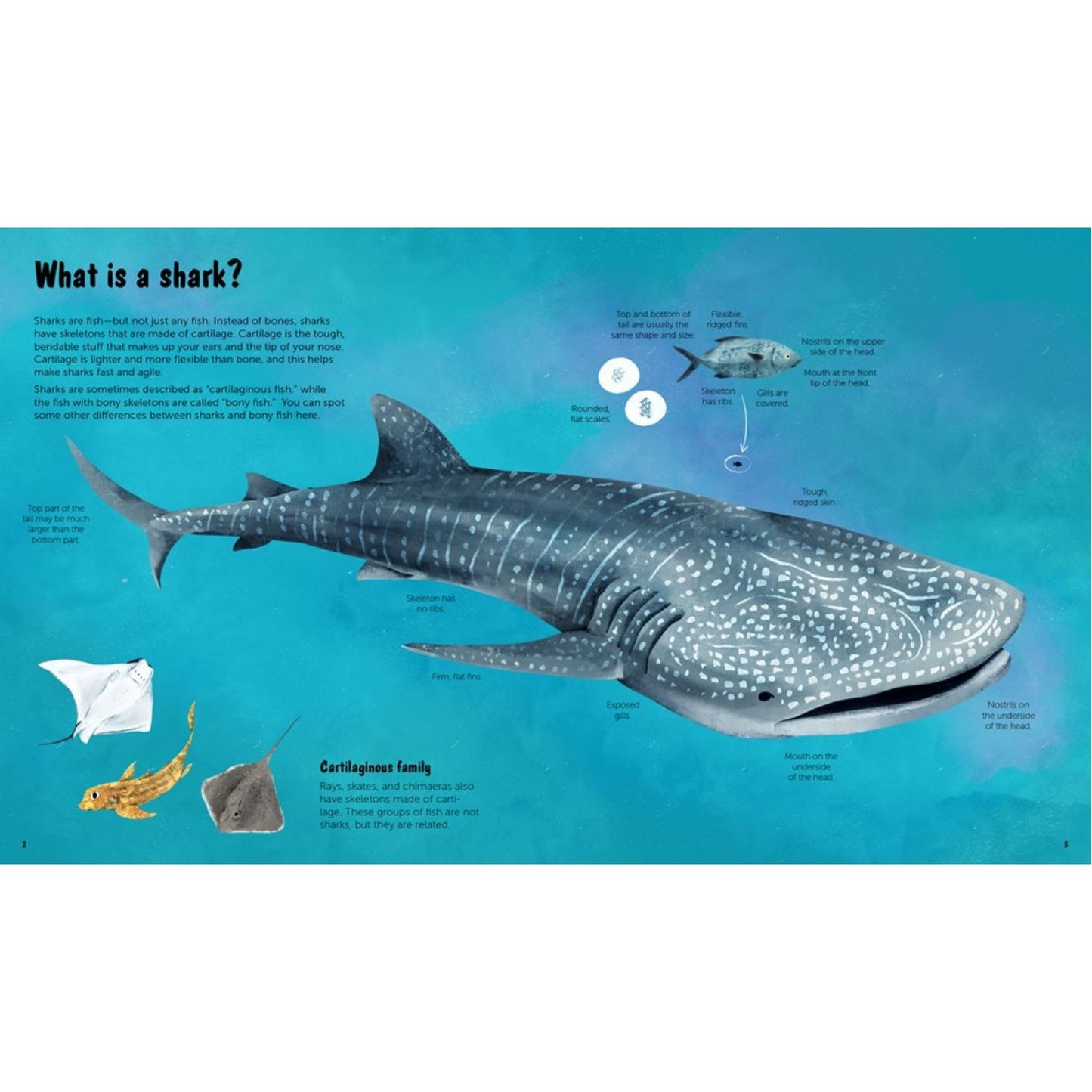 The World of Sharks: Get to Know the Fascinating Creatures of the Oceans | Hardcover | Children’s Book on Oceans & Seas