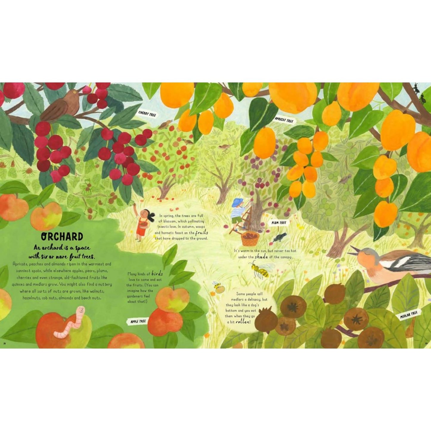 How to Grow a Garden: Find a Plant for Every Place | Hardcover | Children's Book on Gardening