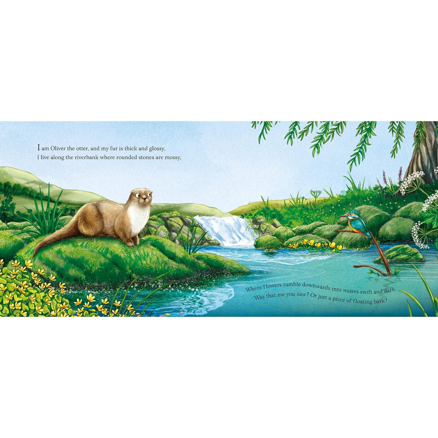I am Oliver the Otter: A Tale from our Wild and Wonderful Riverbanks | Hardcover | Children’s Book on Nature