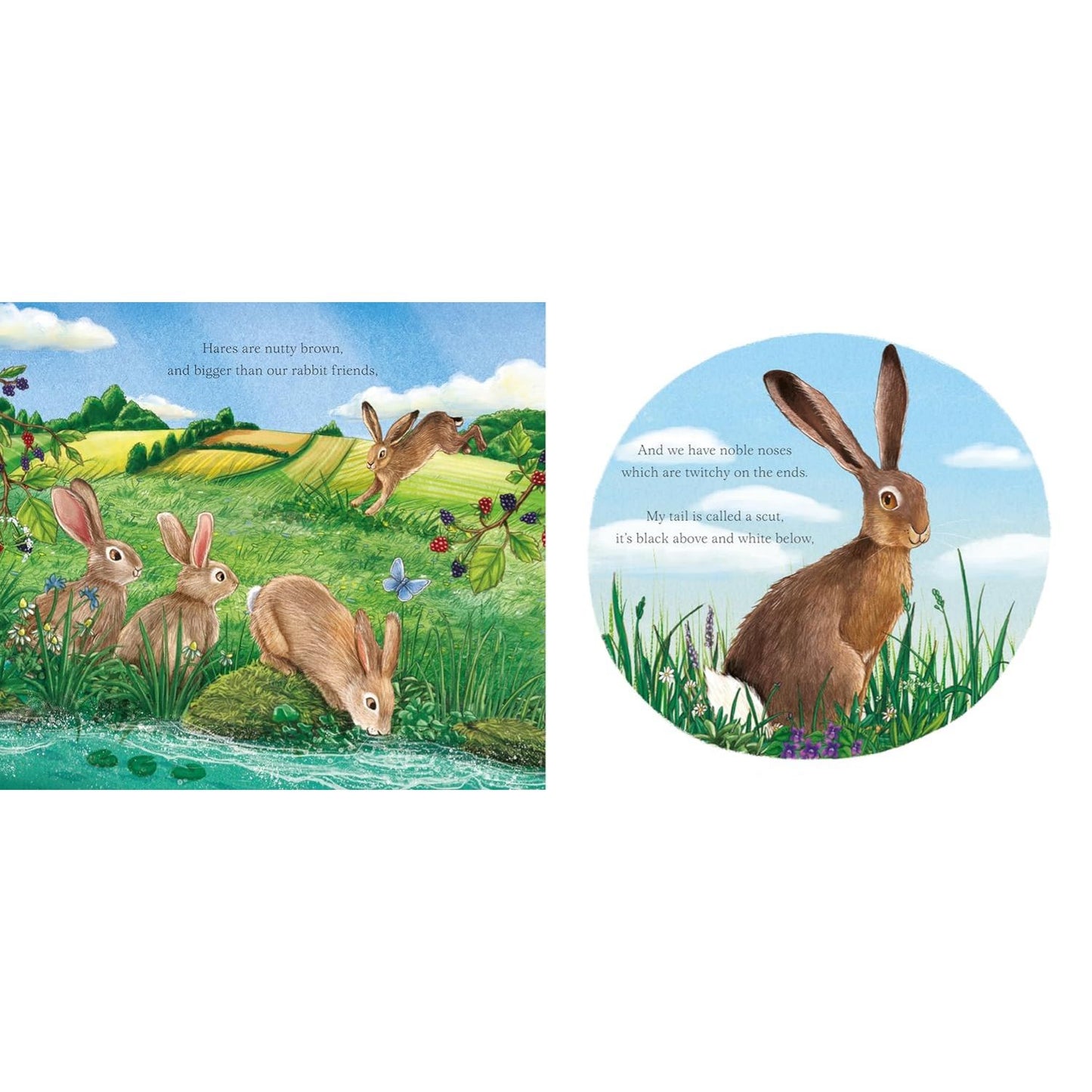 I am Hattie the Hare: A Tale from Our Wild and Wonderful Meadows | Hardcover | Children’s Book on Nature
