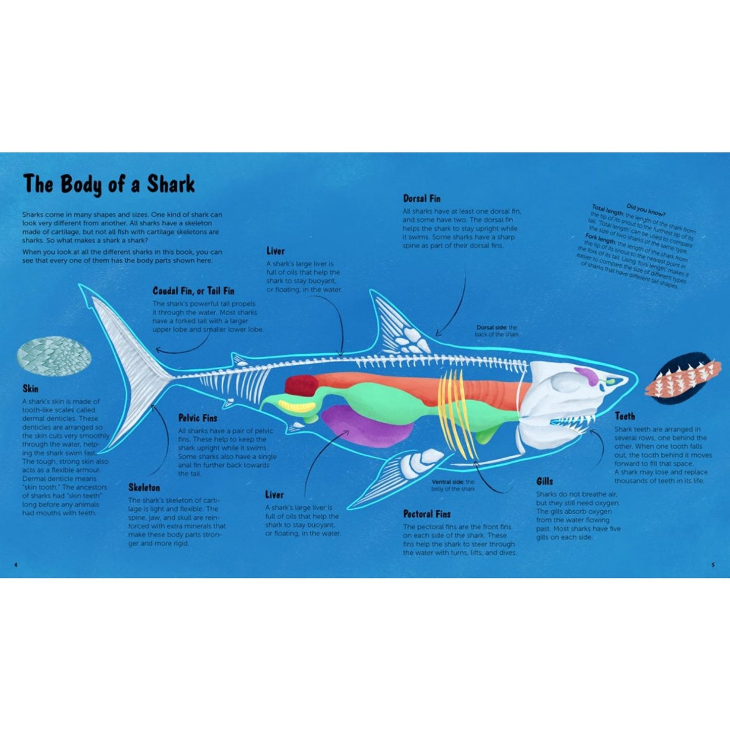 The World of Sharks: Get to Know the Fascinating Creatures of the Oceans | Hardcover | Children’s Book on Oceans & Seas