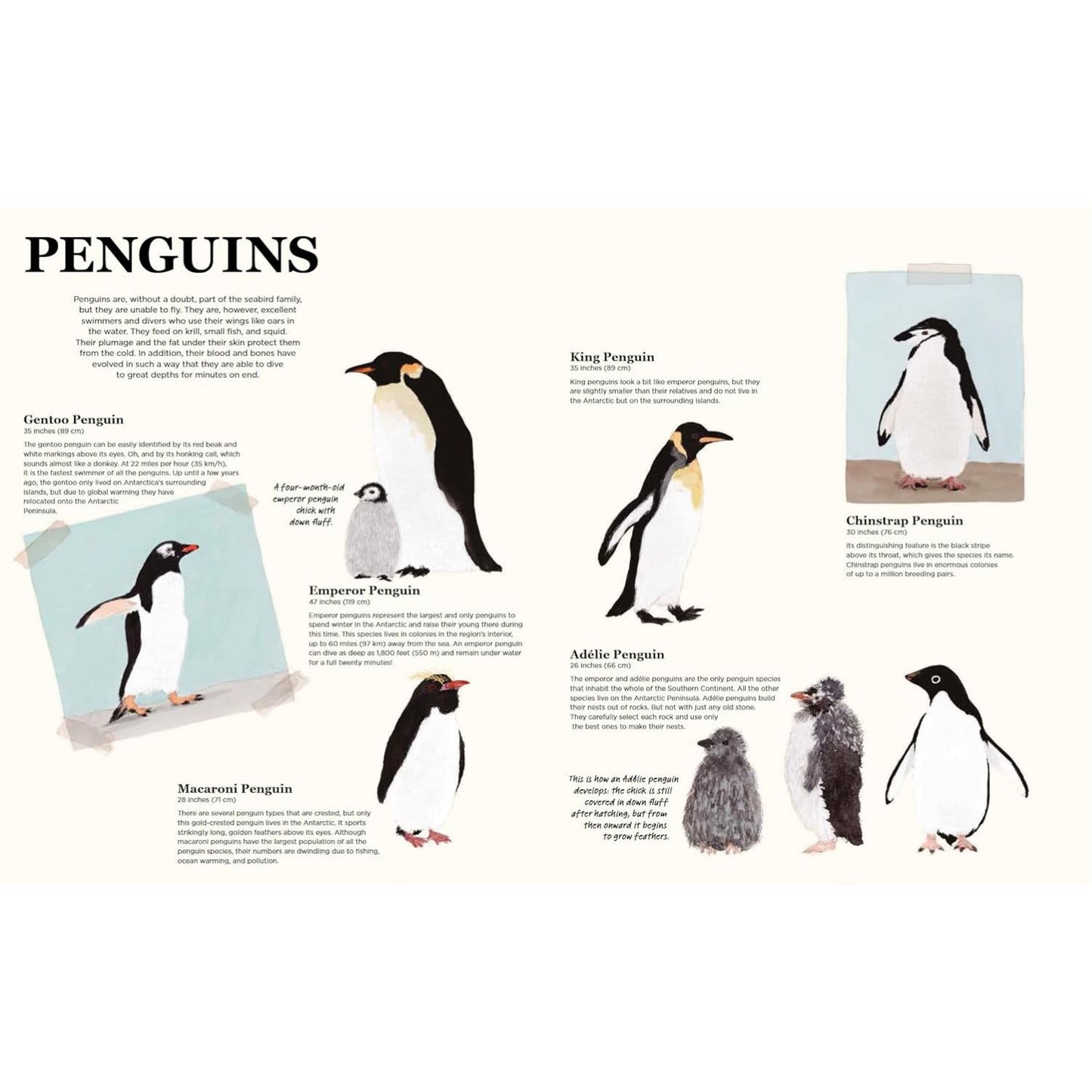 Antarctica: A Continent of Wonder | Hardcover | Children’s Book on Polar Regions