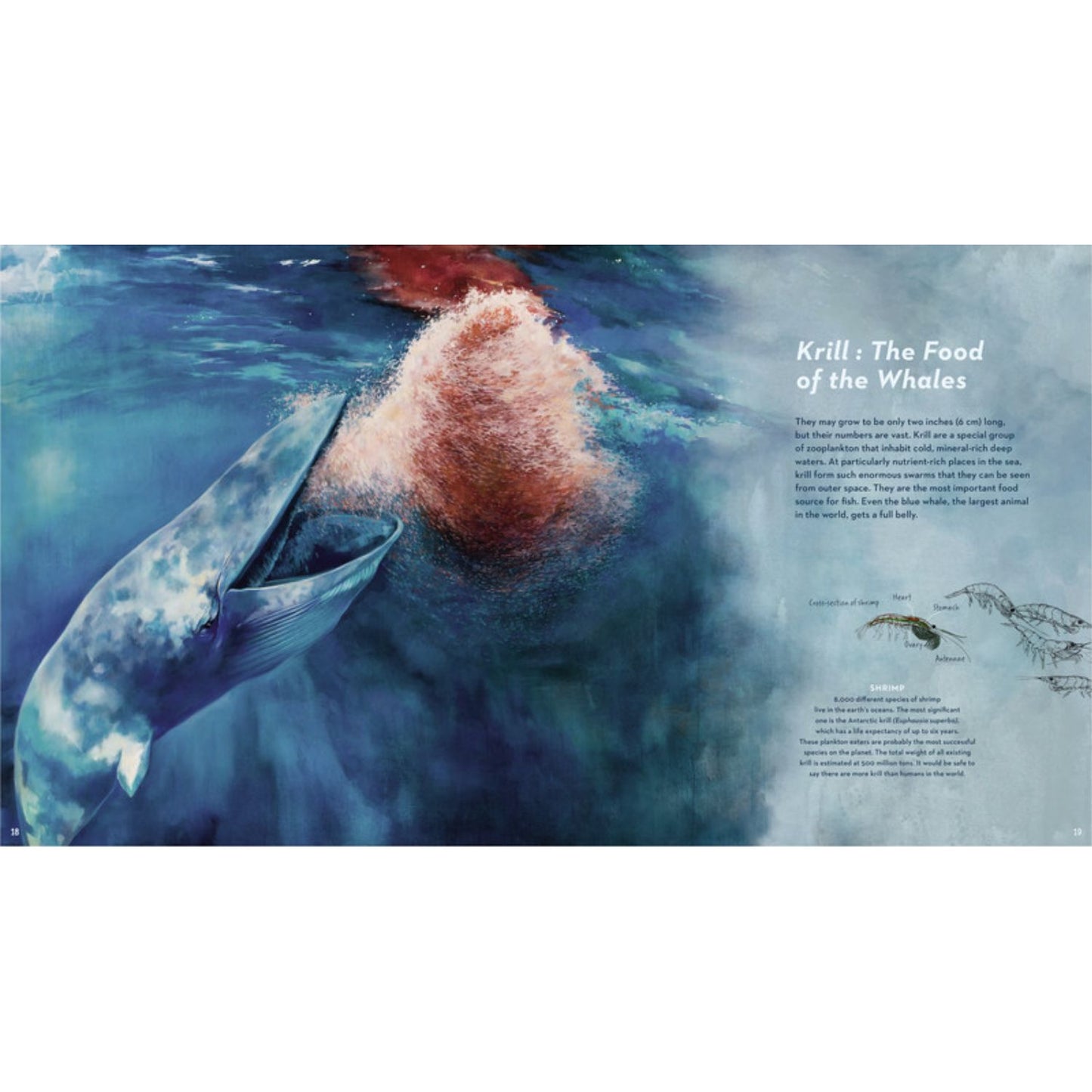 Into the Deep Sea: An Exploration of Our Oceans | Hardcover | Children’s Book on Oceans & Seas