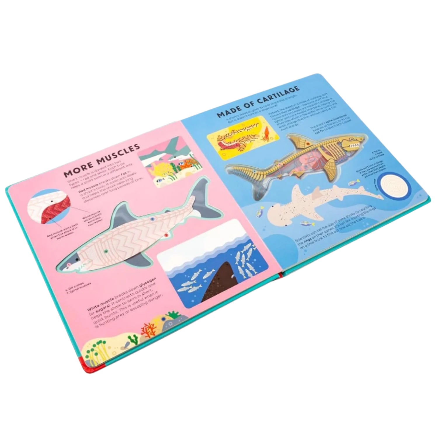 Open book with educational content about sharks on a white background