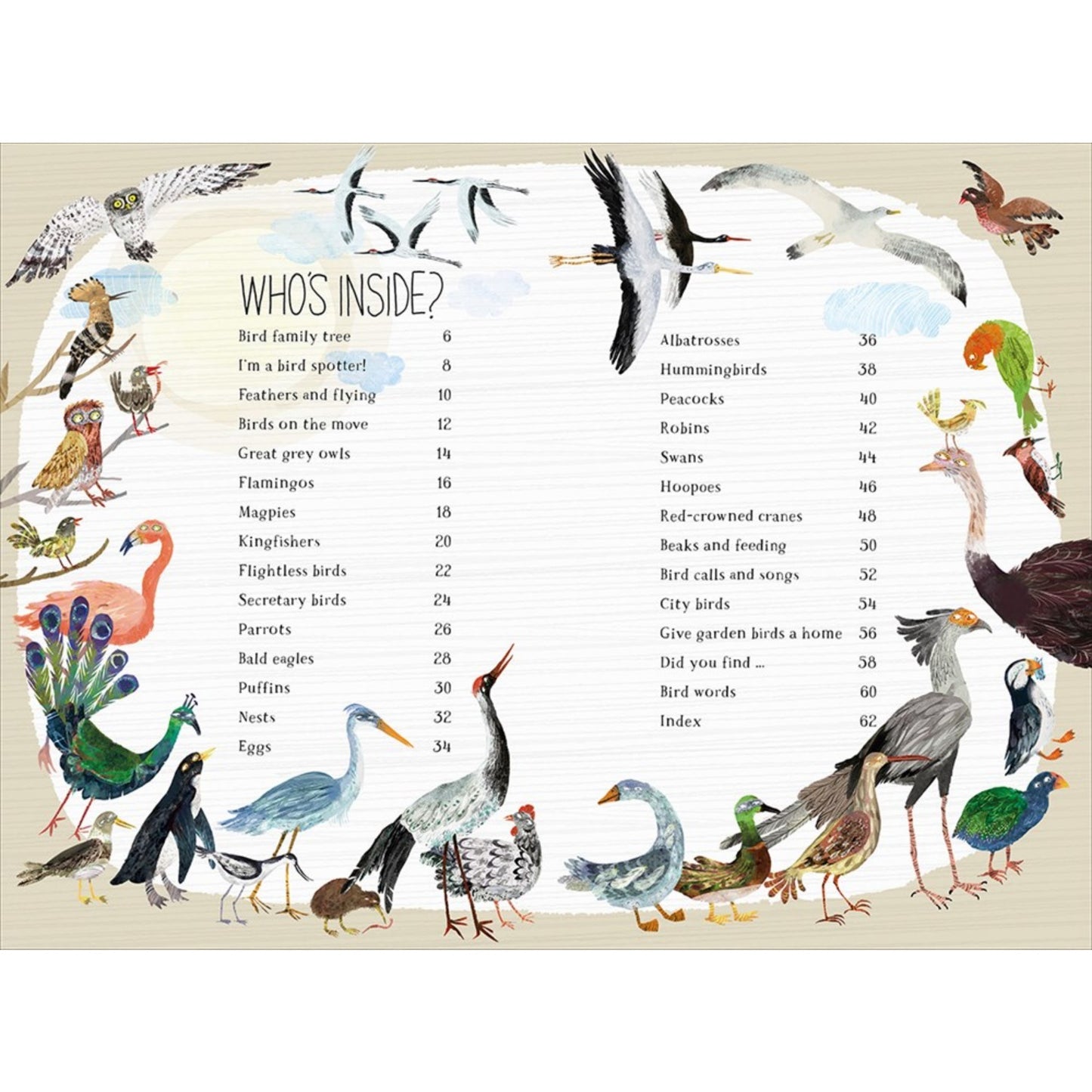 The Big Book of Birds | Children's Picture Book on Birds