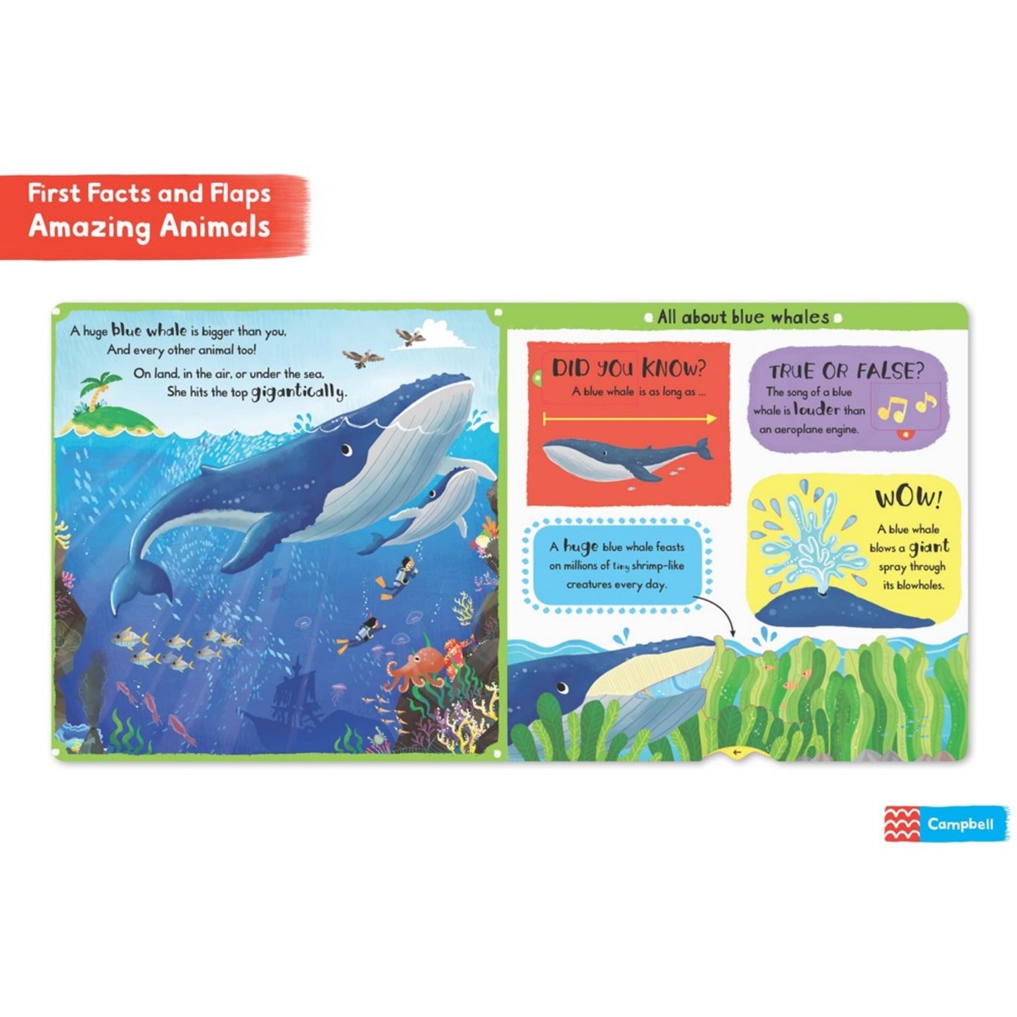 Amazing Animals | Children's Lift-the-Flap Board Book