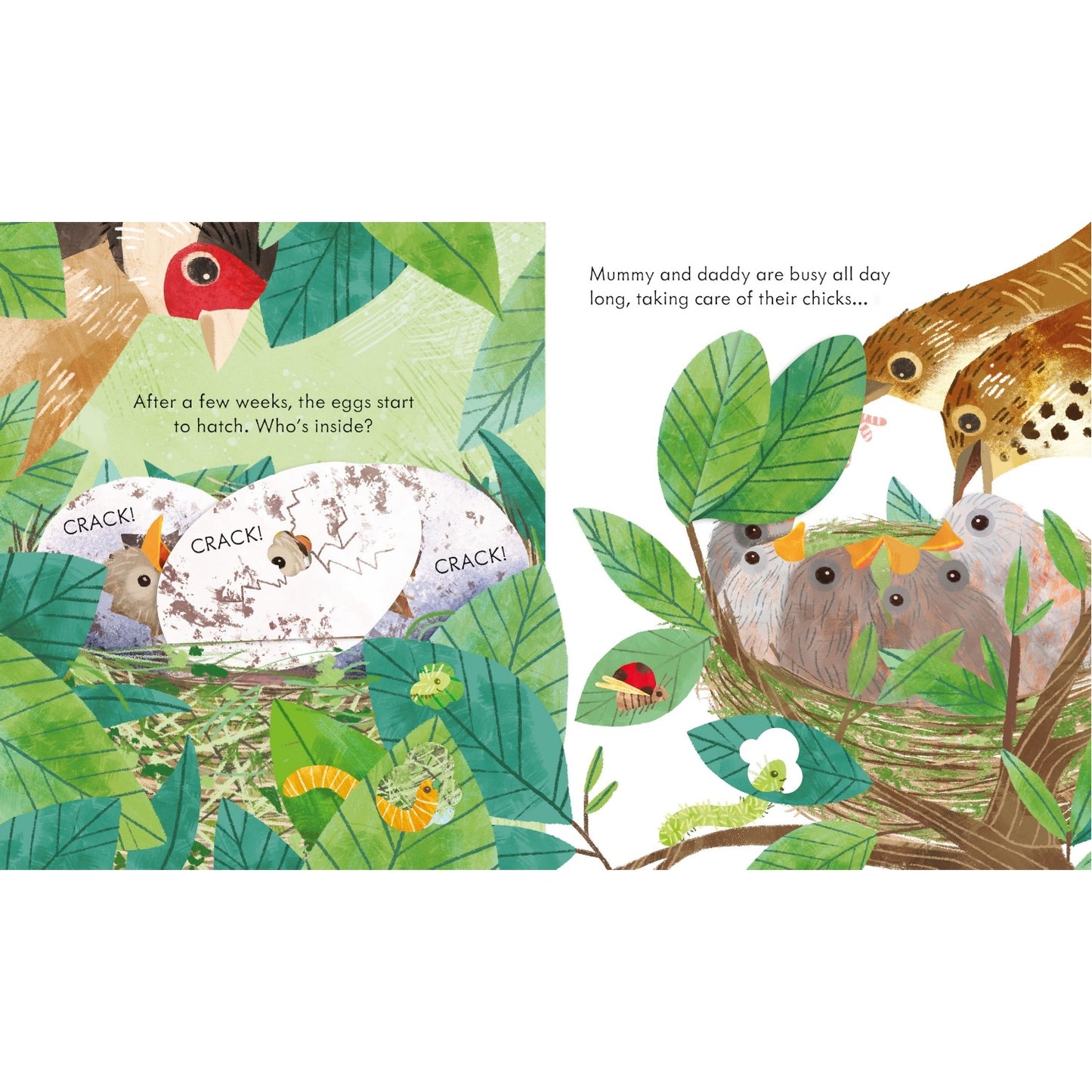 Peep Inside a Bird’s Nest | Children's Board Book on Nature