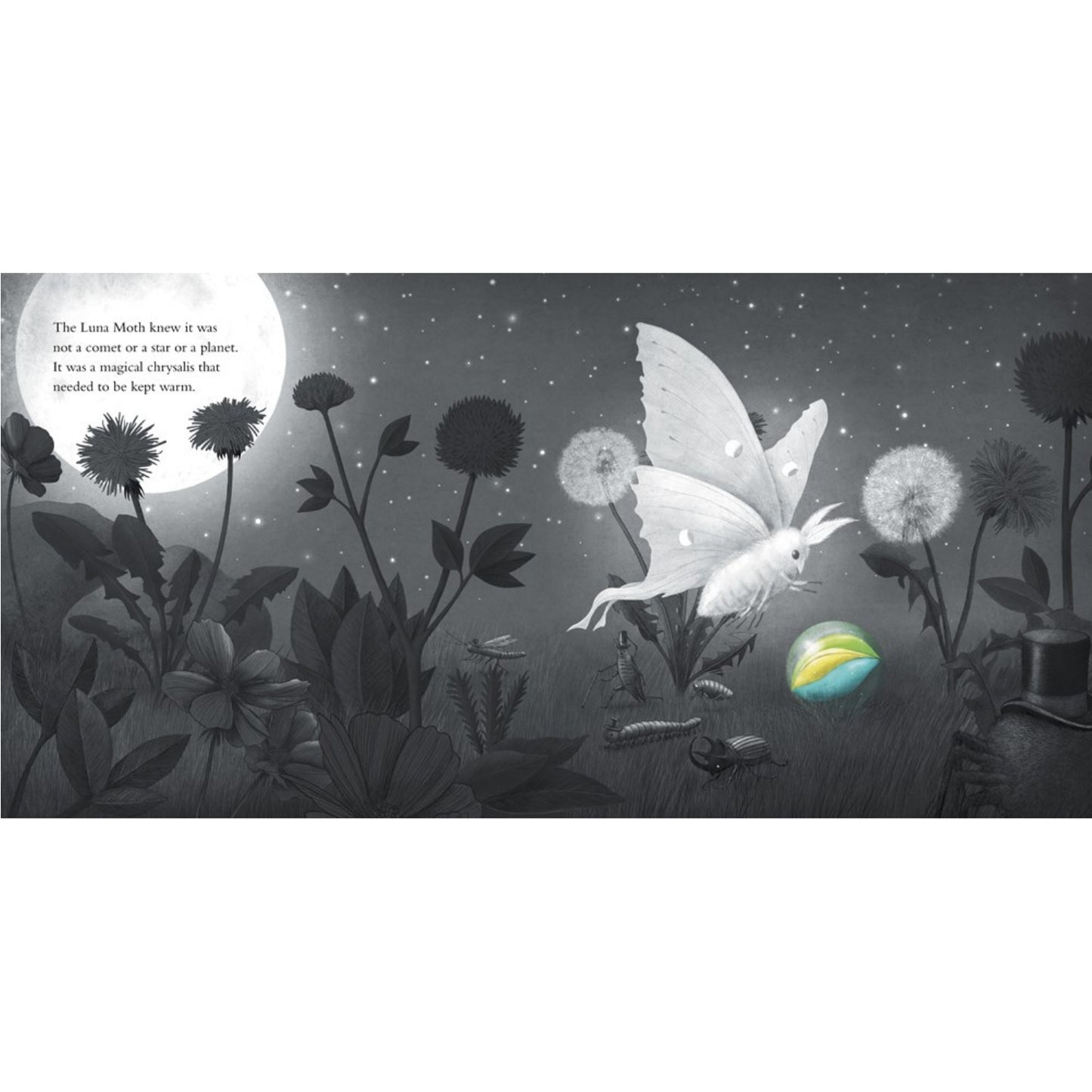 It Fell From The Sky | Hardcover | Children’s Book on Nature