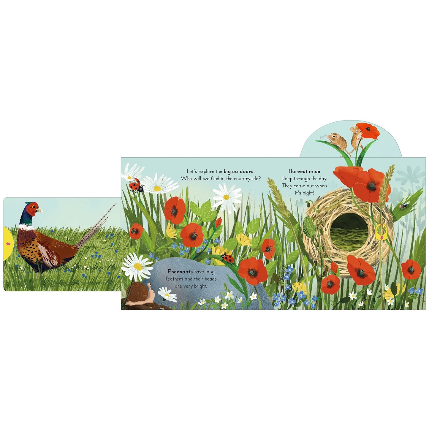 Countryside - Big Outdoors for Little Explorers | Interactive Board Book