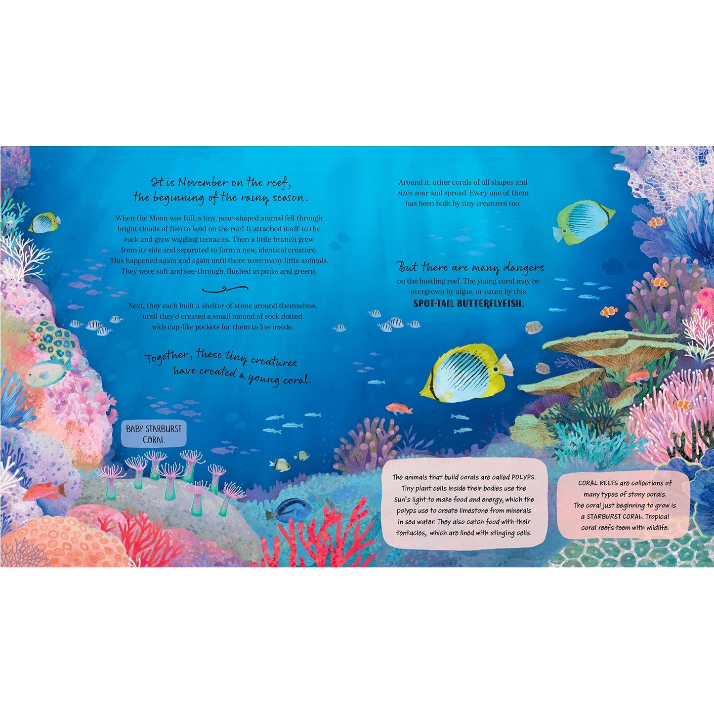 A Coral Reef Story: Animal Life in Tropical Seas | Hardcover | Children’s Book on Oceans & Seas