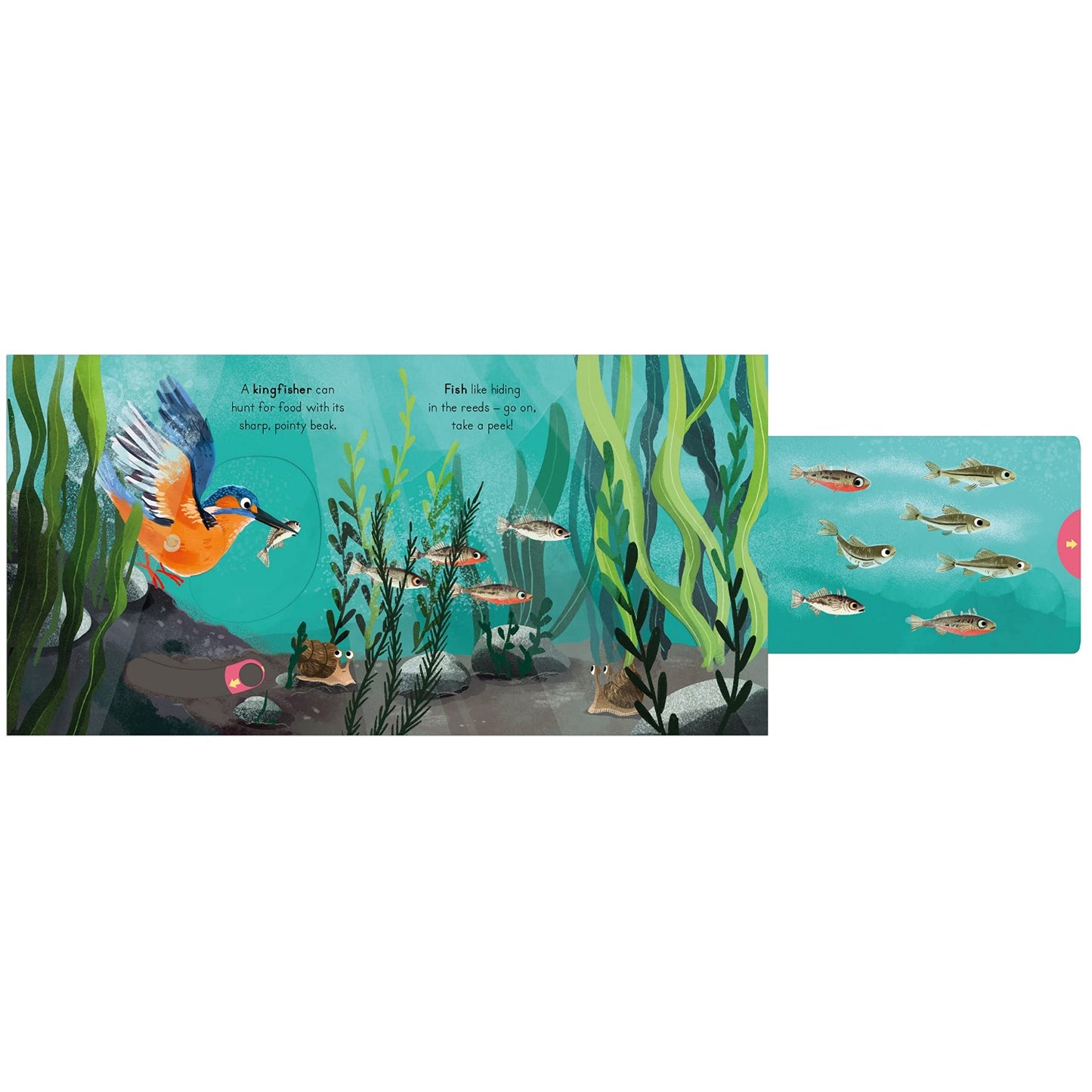 River - Big Outdoors for Little Explorers | Interactive Board Book