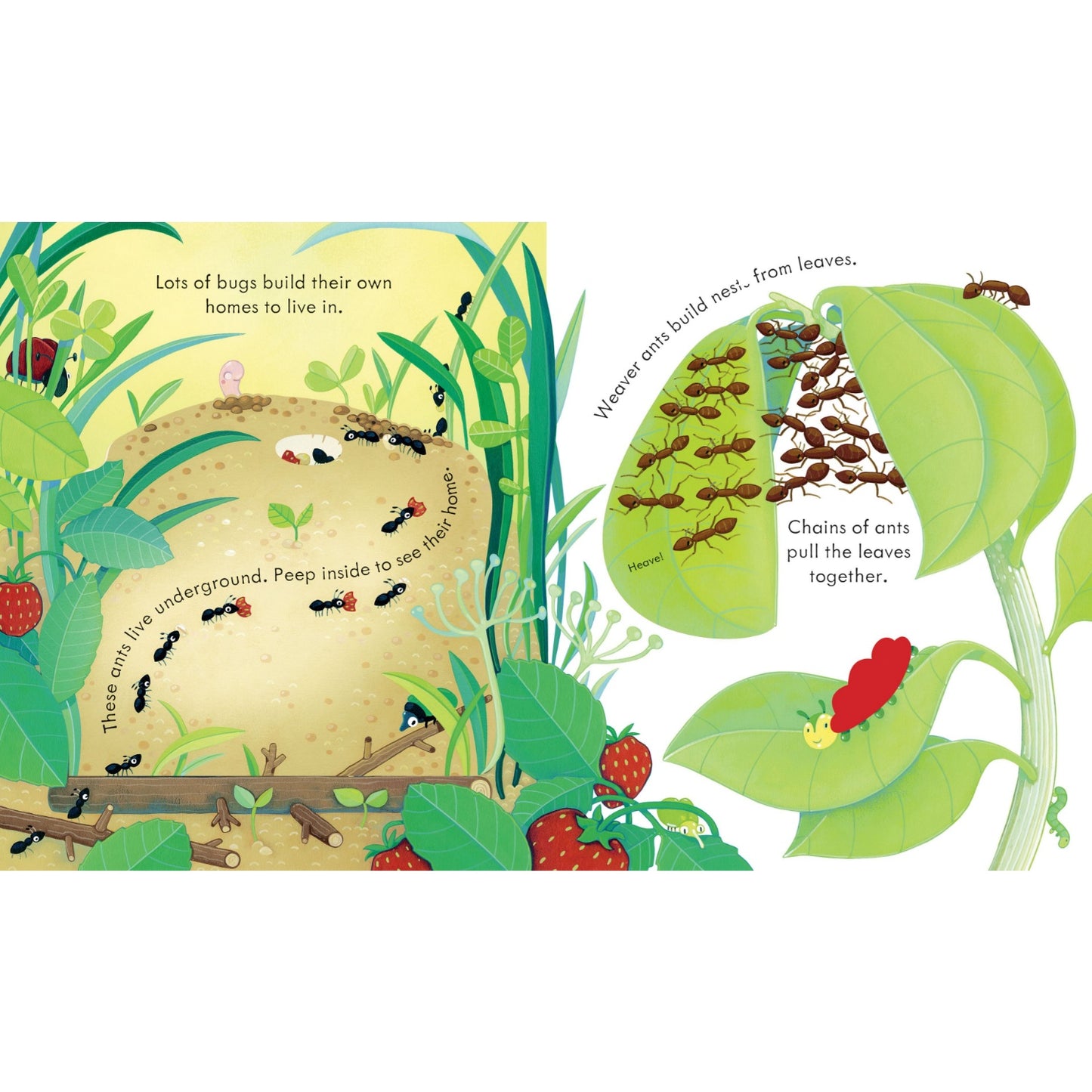 Peep Inside Bug Homes | Children's Book on Nature