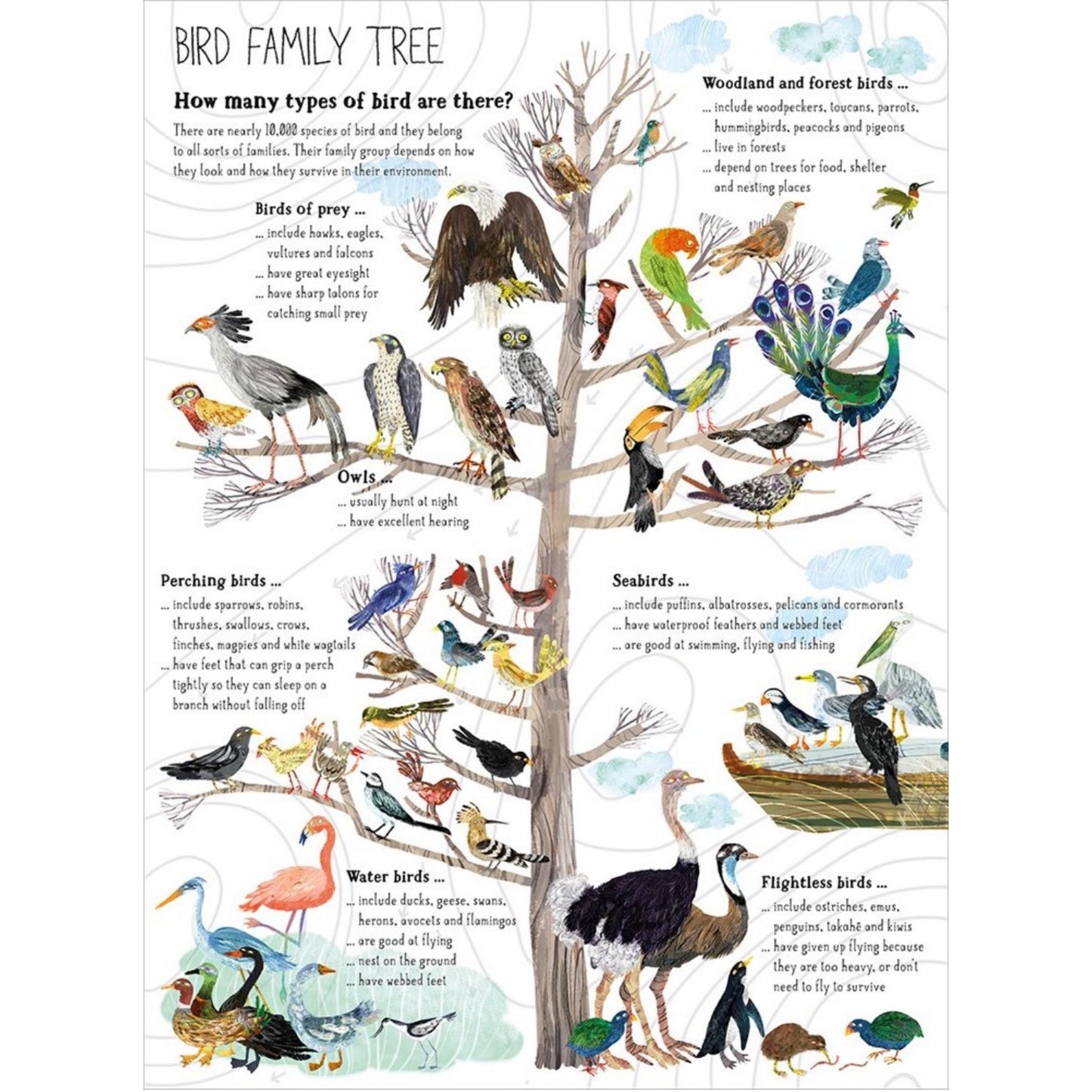 The Big Book of Birds | Children's Picture Book on Birds