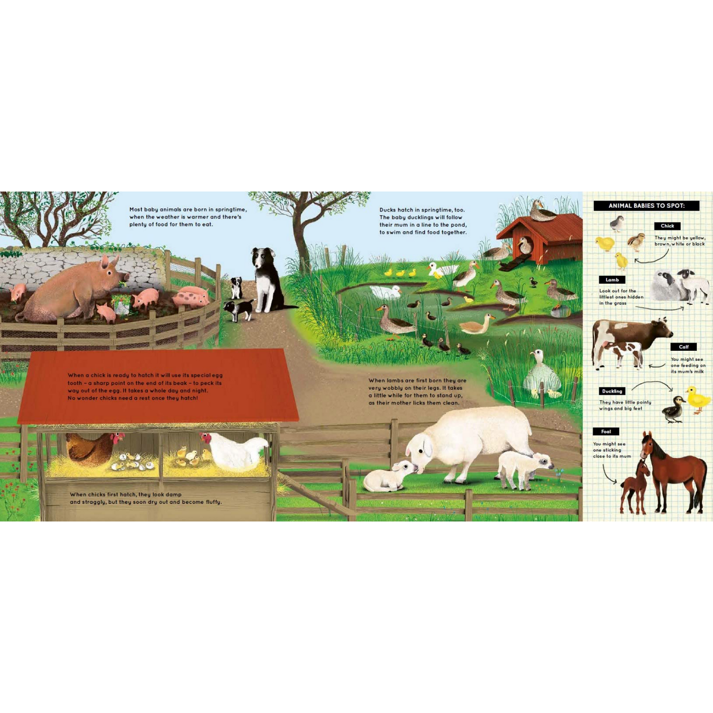 Look What I Found on the Farm | Children’s Book on Farm Life