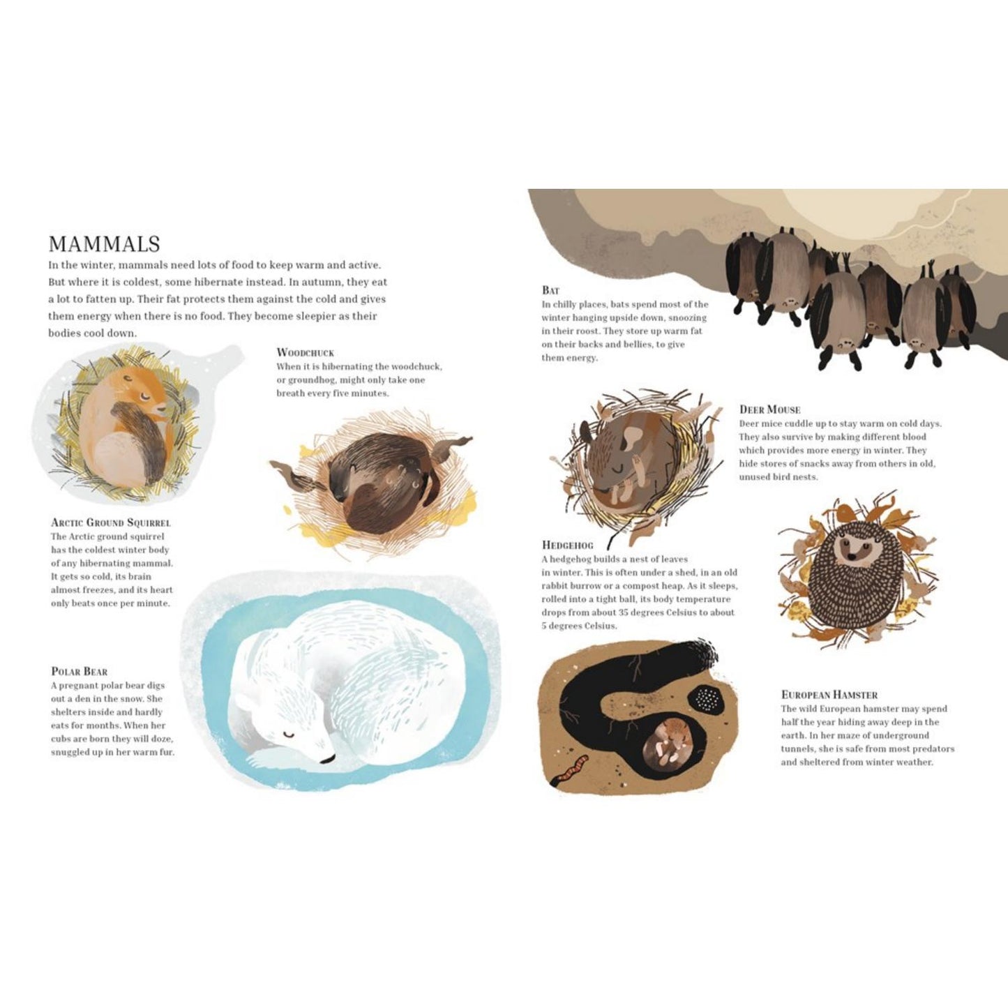 Winter Sleep: A Hibernation Story | Children’s Book on Nature