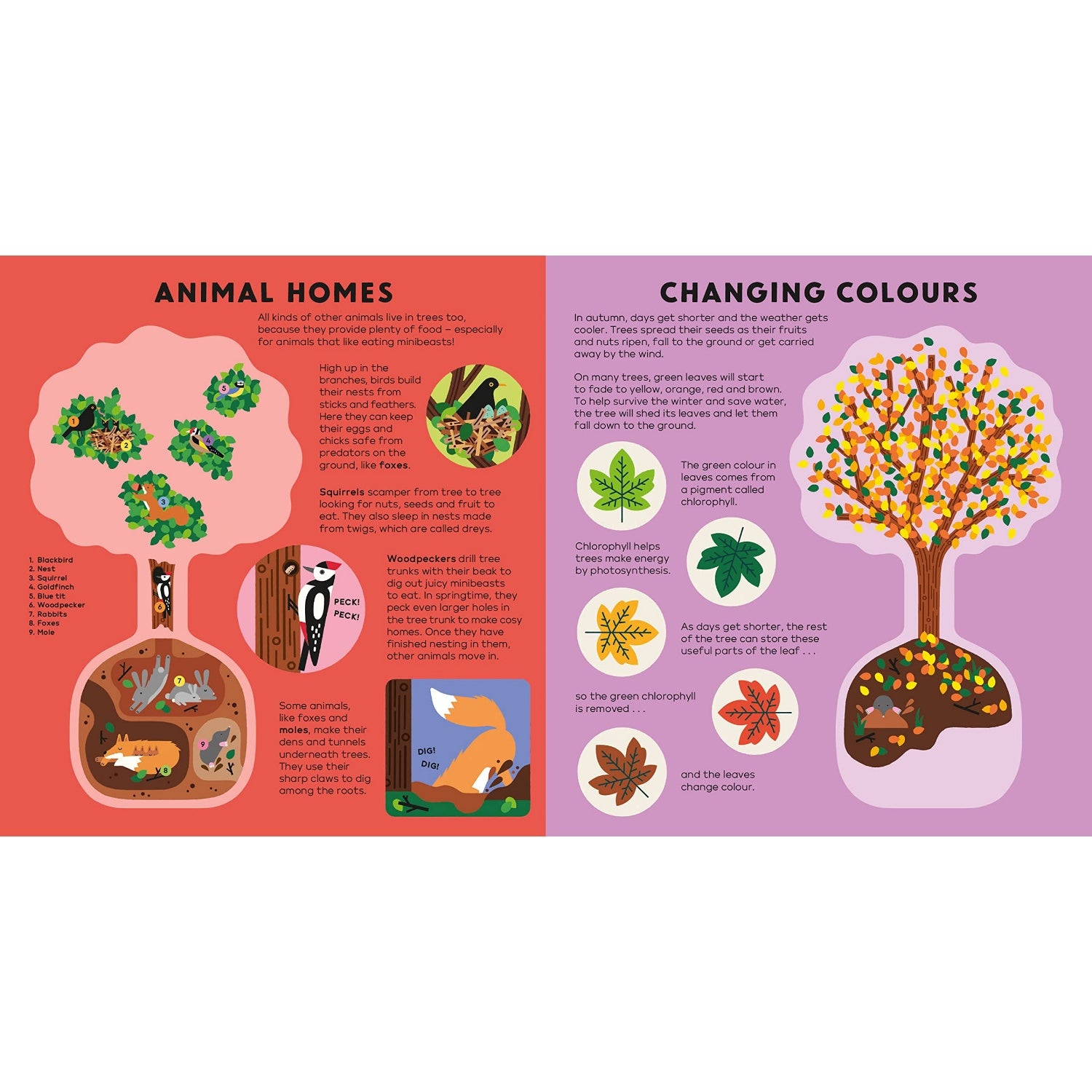 Buy The Tree Book children’s book at BeoVERDE Ireland