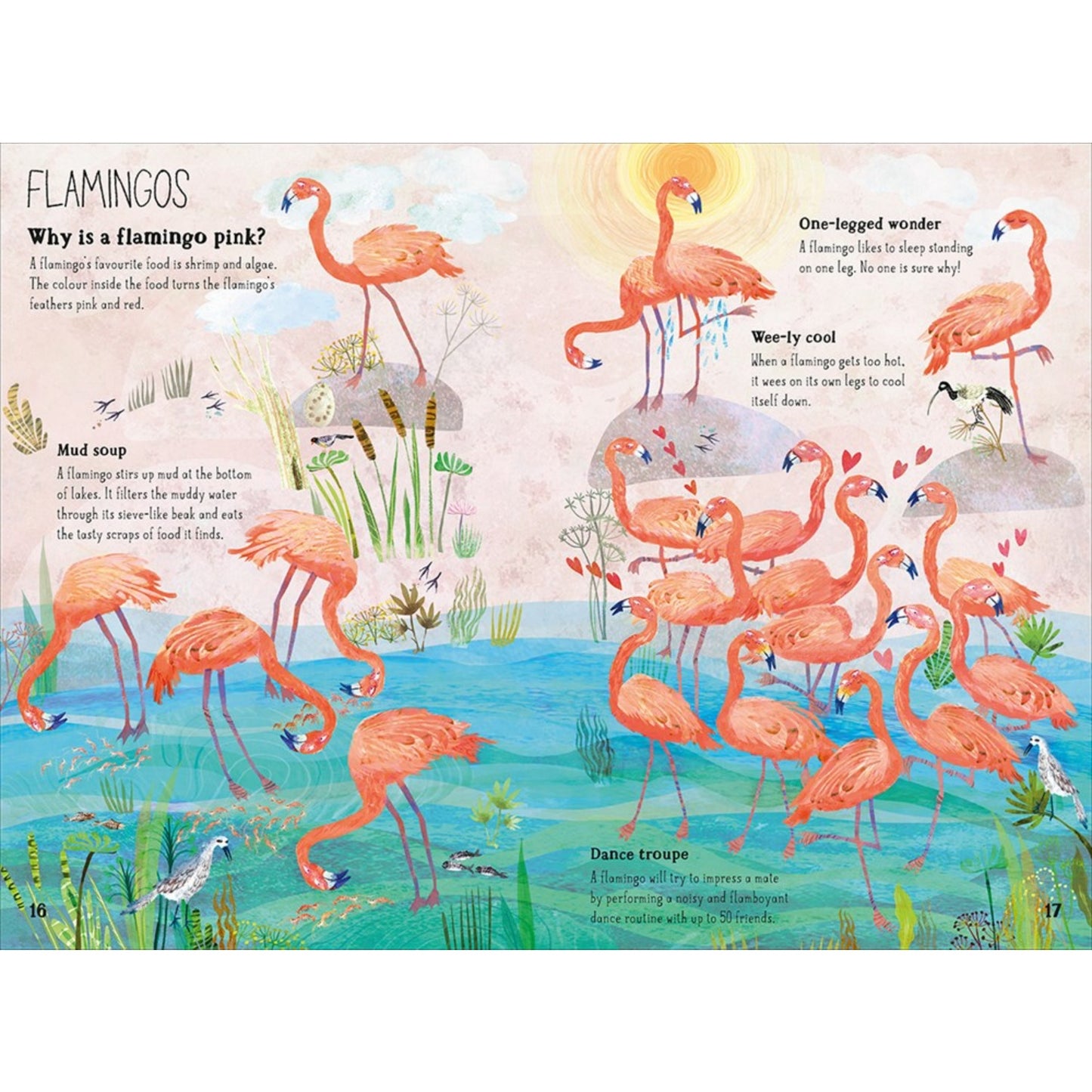 The Big Book of Birds | Children's Picture Book on Birds