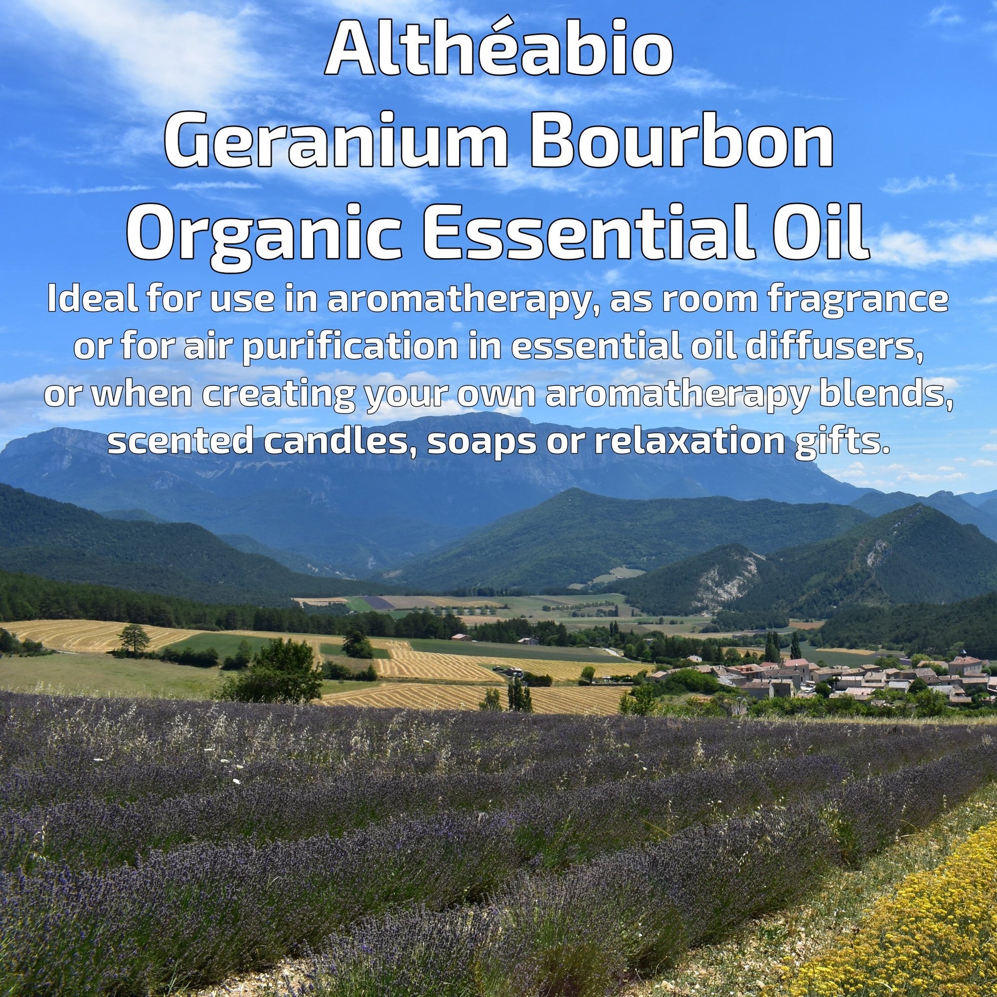 Organic Geranium Bourbon Essential Oil Aromatherapy | How To Use | BeoVERDE.ie