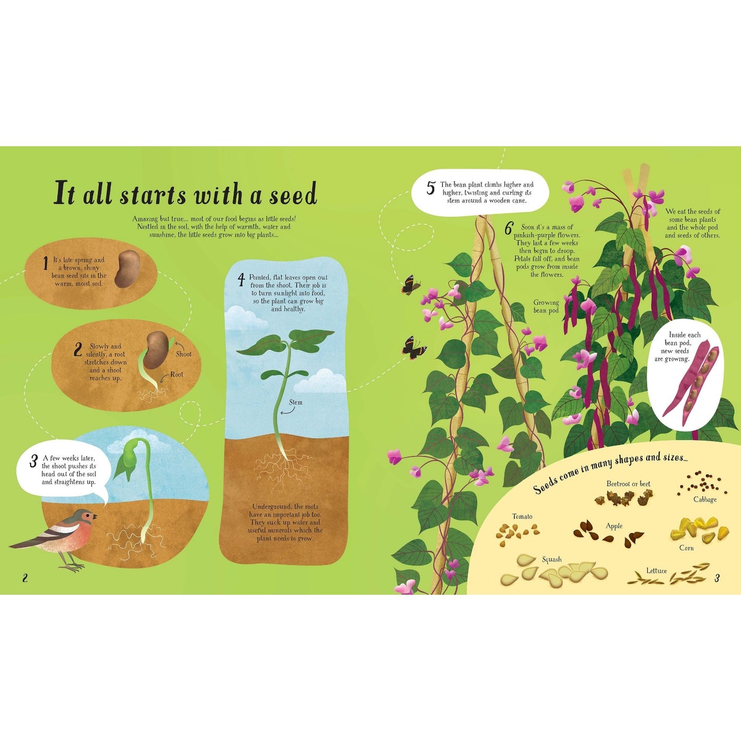 It All Starts with a Seed... | Hardcover | Children's Book on Gardening