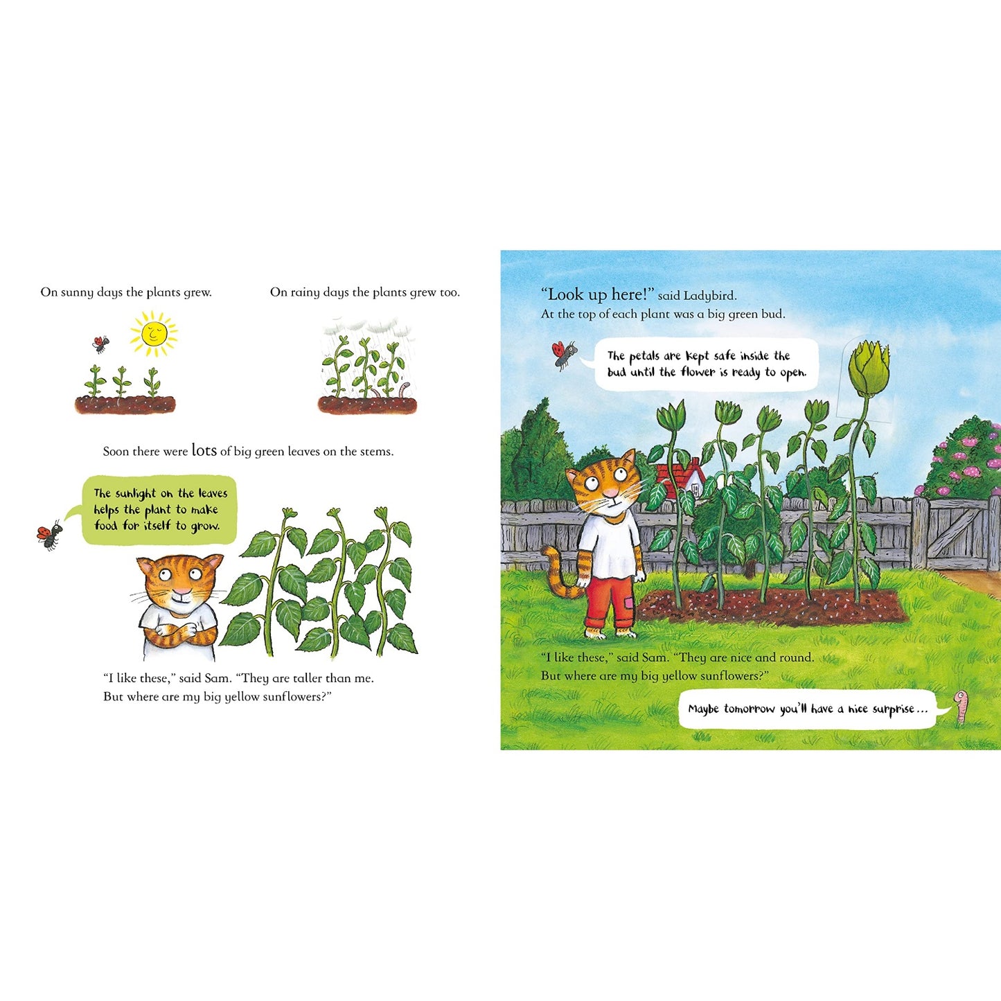 Sam Plants a Sunflower | Hardcover | Children’s Book on Nature
