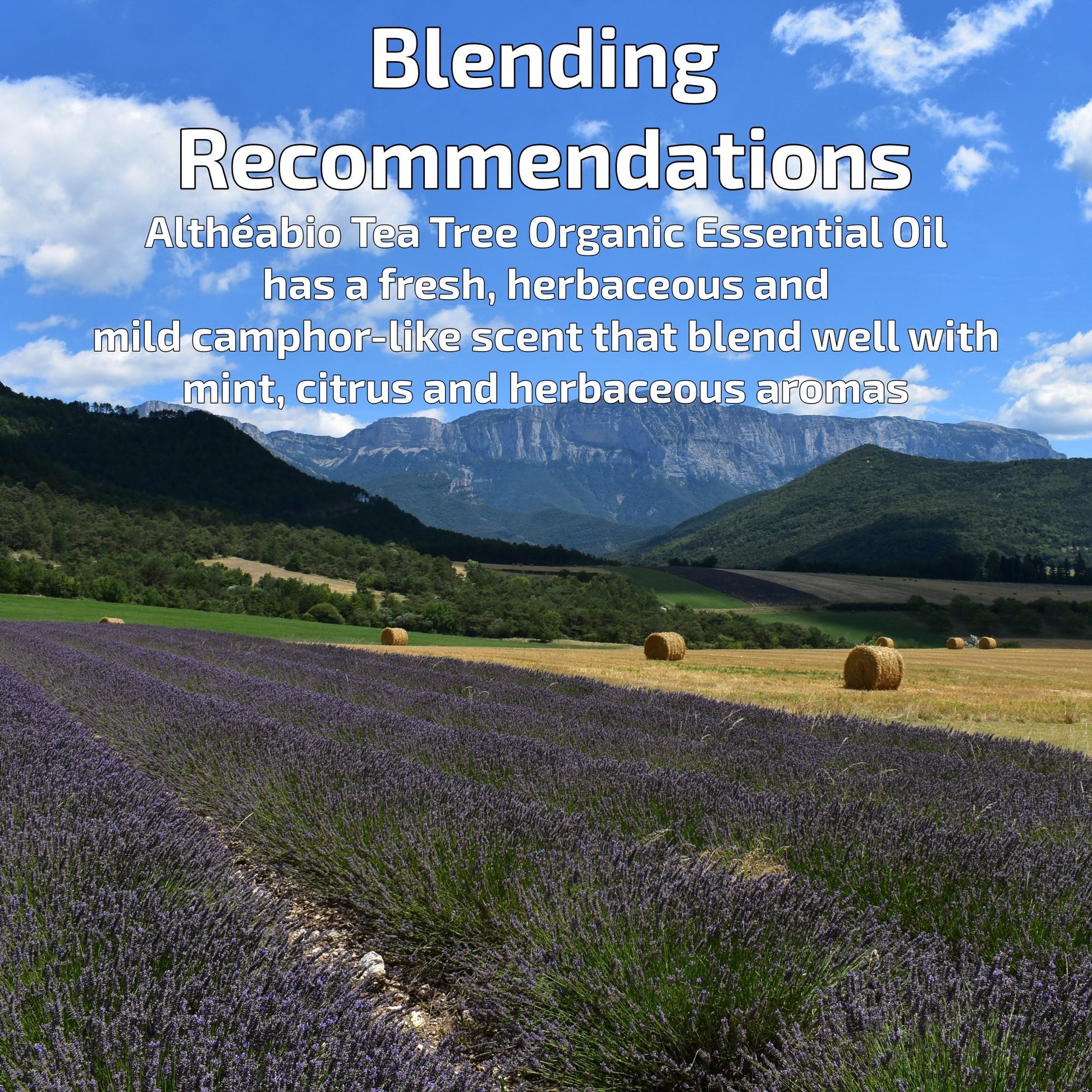 Organic Tea Tree Essential Oil Aromatherapy | How To Blend | BeoVERDE.ie