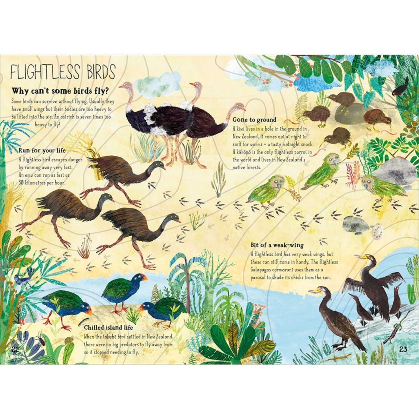 The Big Book of Birds | Children's Picture Book on Birds