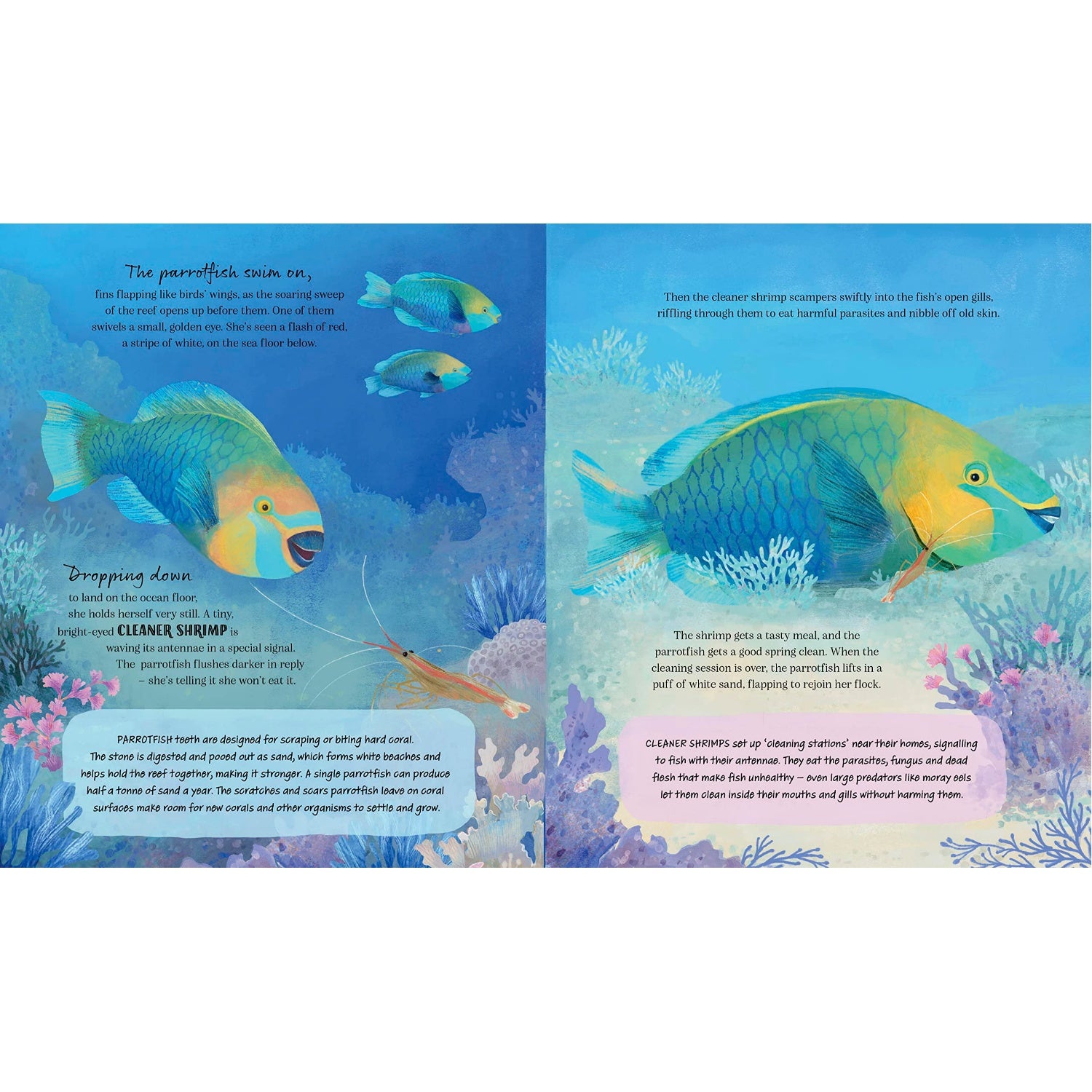 Children's　Tropical　at　Story:　BeoVERDE　Buy　Life　in　Coral　Book　A　Reef　Seas　Animal　Ireland