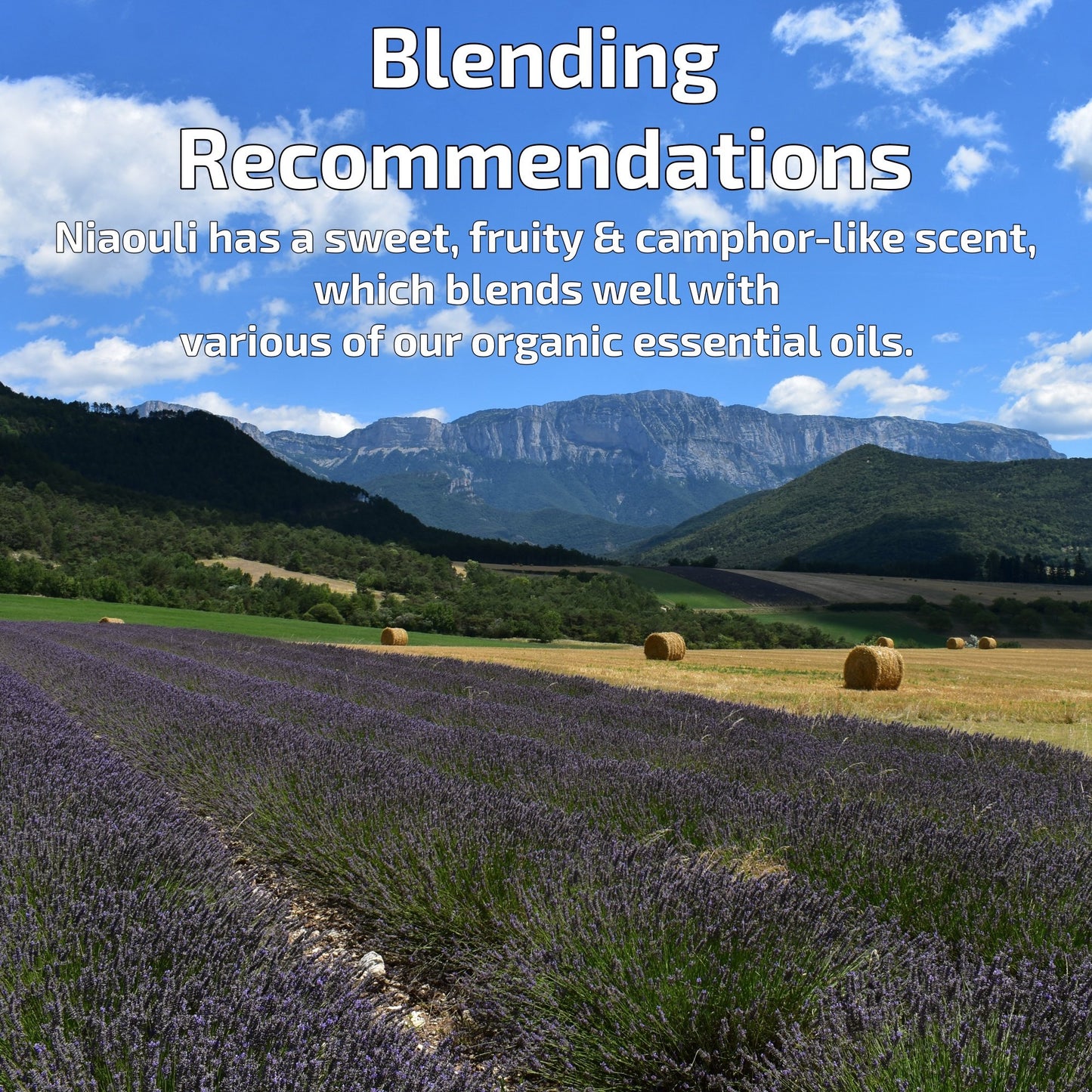 Organic Niaouli Essential Oil Aromatherapy | How To Blend | BeoVERDE.ie