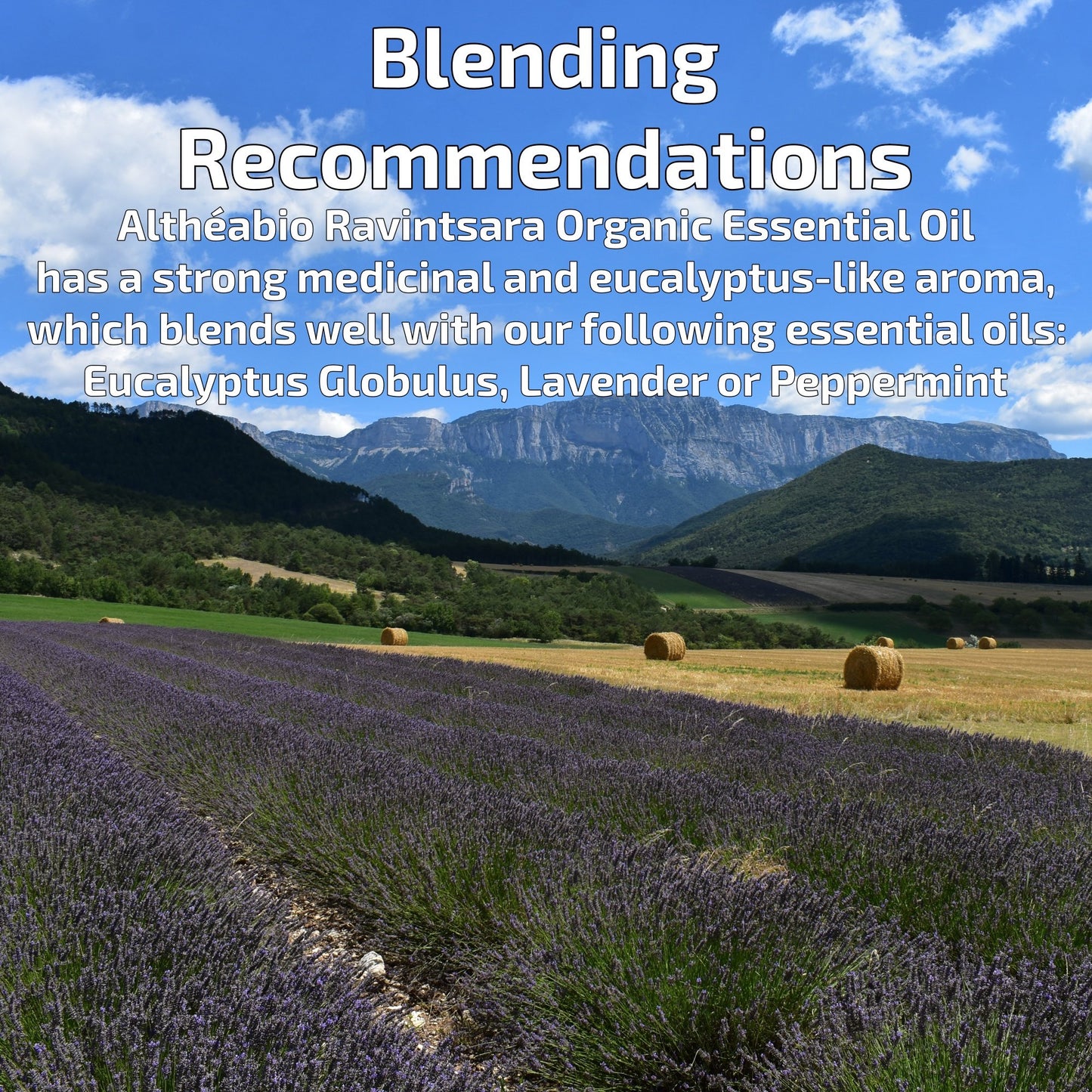 Organic Ravintsara Essential Oil Aromatherapy | How To Blend | BeoVERDE.ie