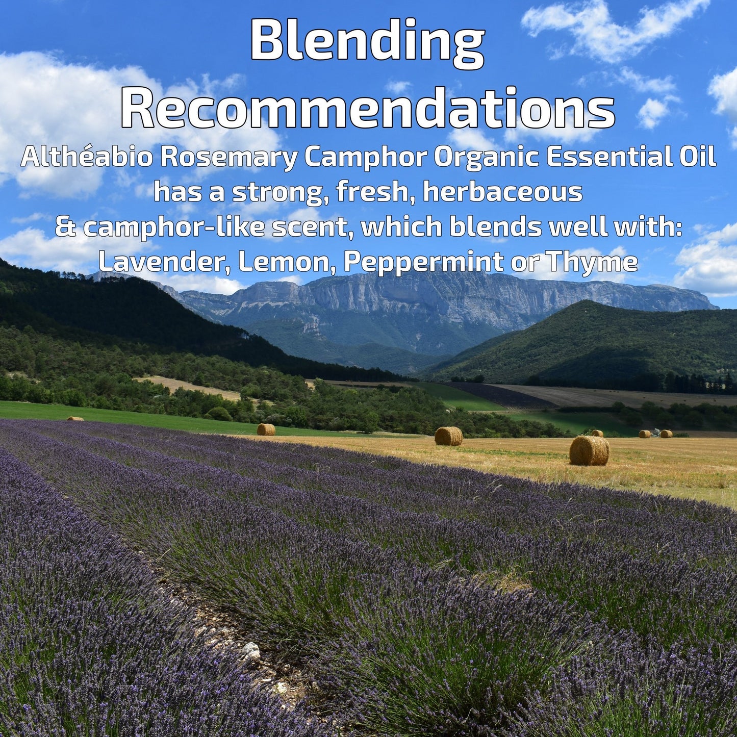 Organic Rosemary Camphor Essential Oil Aromatherapy | How To Blend | BeoVERDE.ie