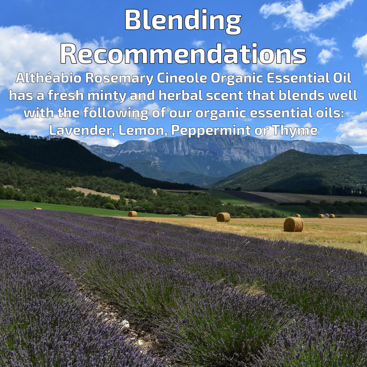 Organic Rosemary Cineol Essential Oil Aromatherapy | How To Blend | BeoVERDE.ie