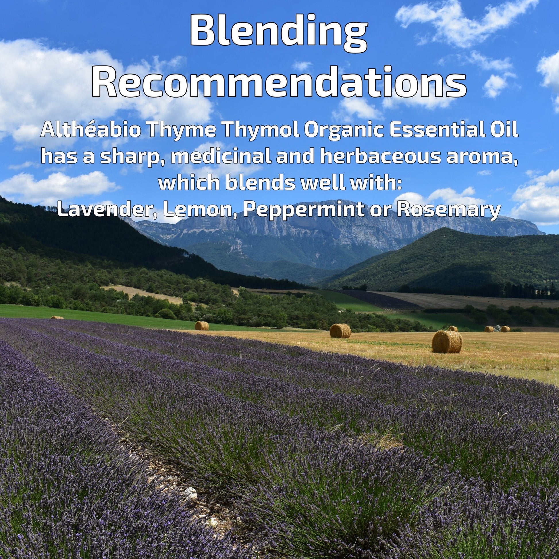 Organic Thyme Thymol Essential Oil Aromatherapy | How To Blend | BeoVERDE.ie
