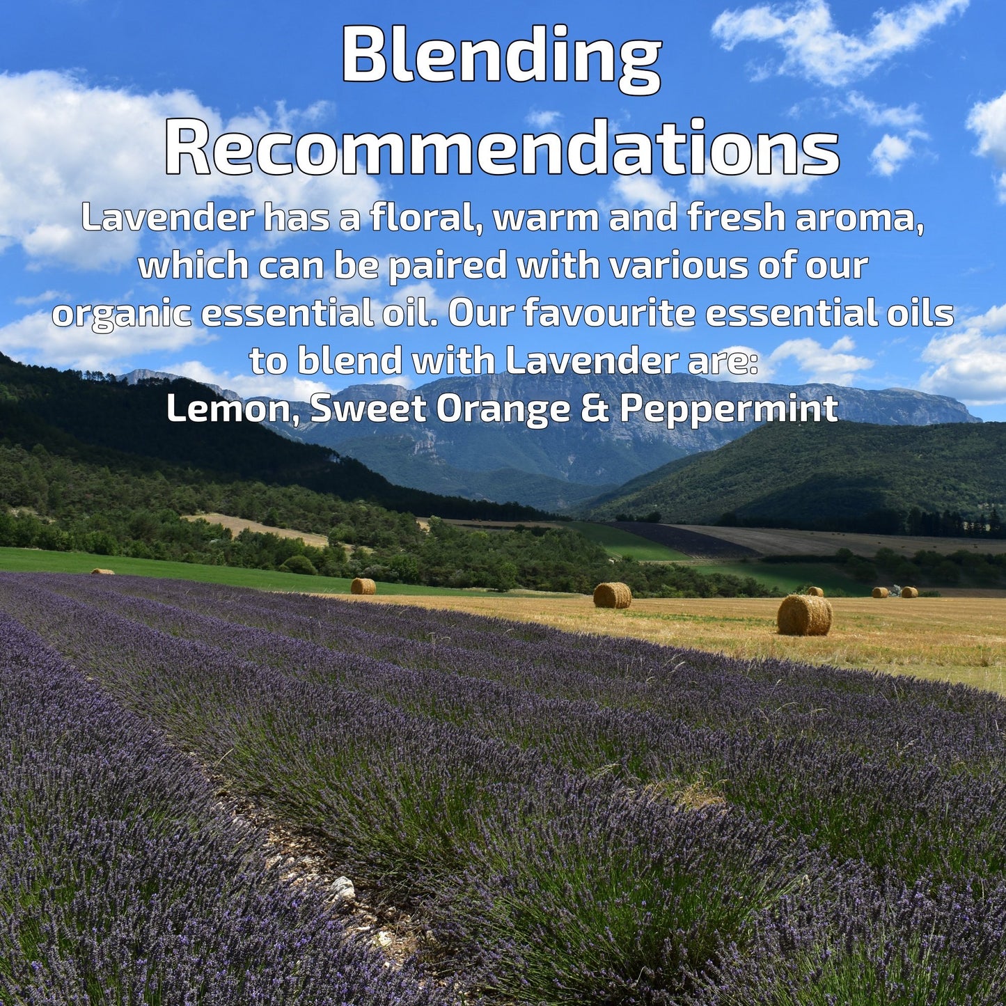 Organic True Fine Lavender Essential Oil Aromatherapy | How To Blend | BeoVERDE.ie