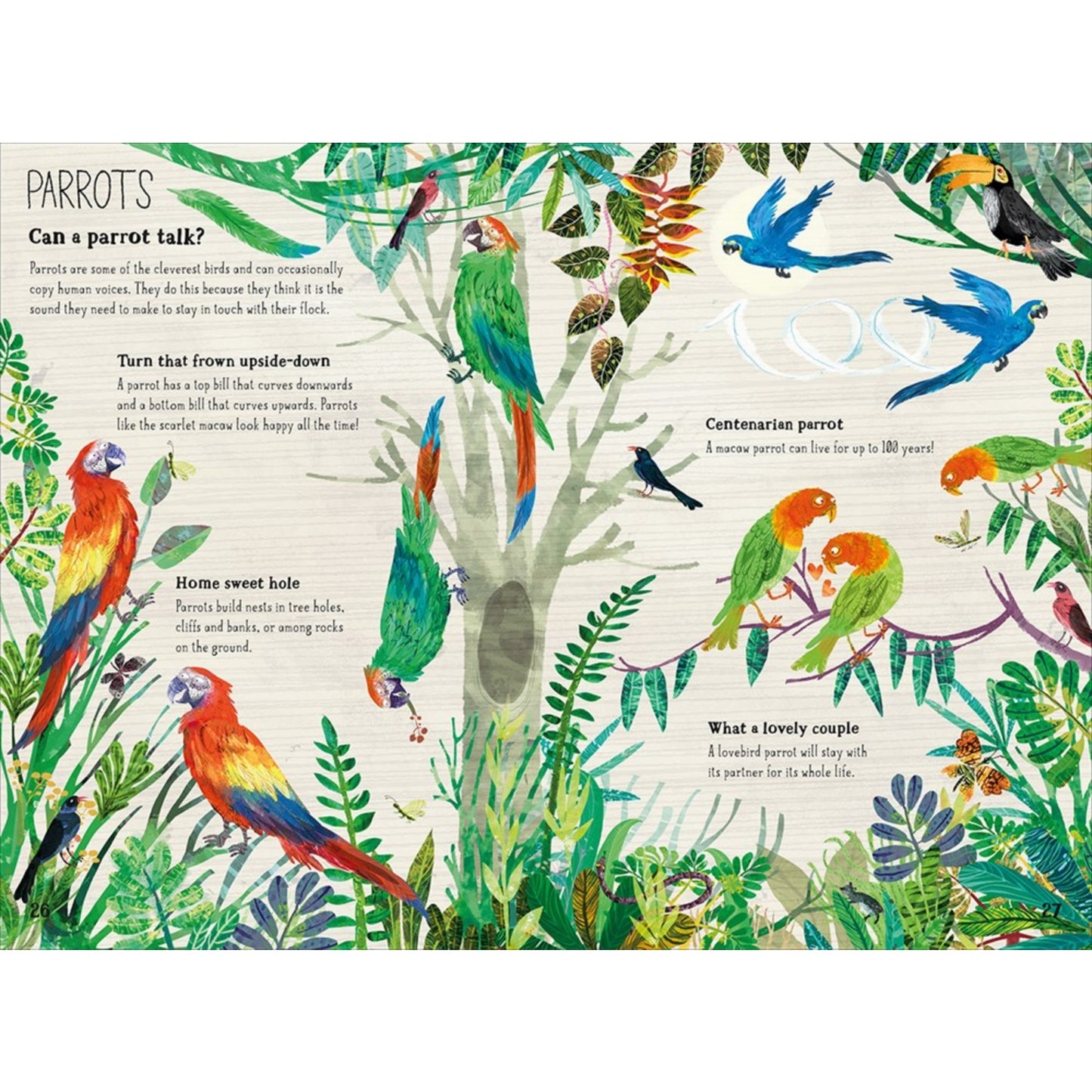 The Big Book of Birds | Children's Picture Book on Birds