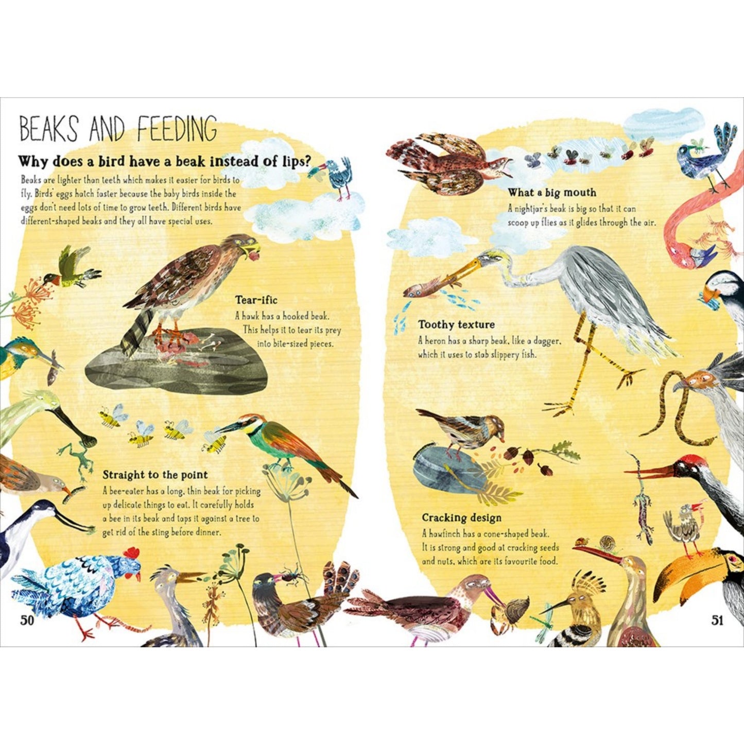 The Big Book of Birds | Children's Picture Book on Birds