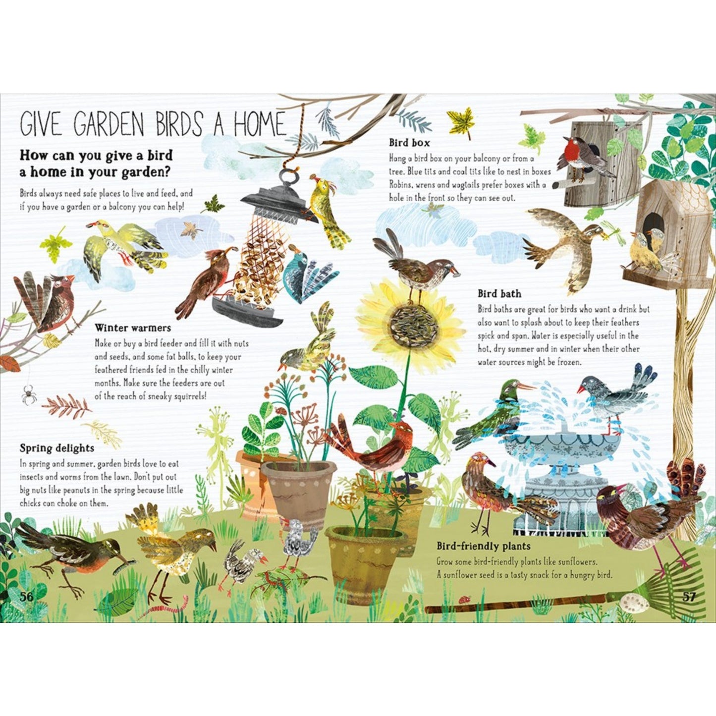 The Big Book of Birds | Children's Picture Book on Birds