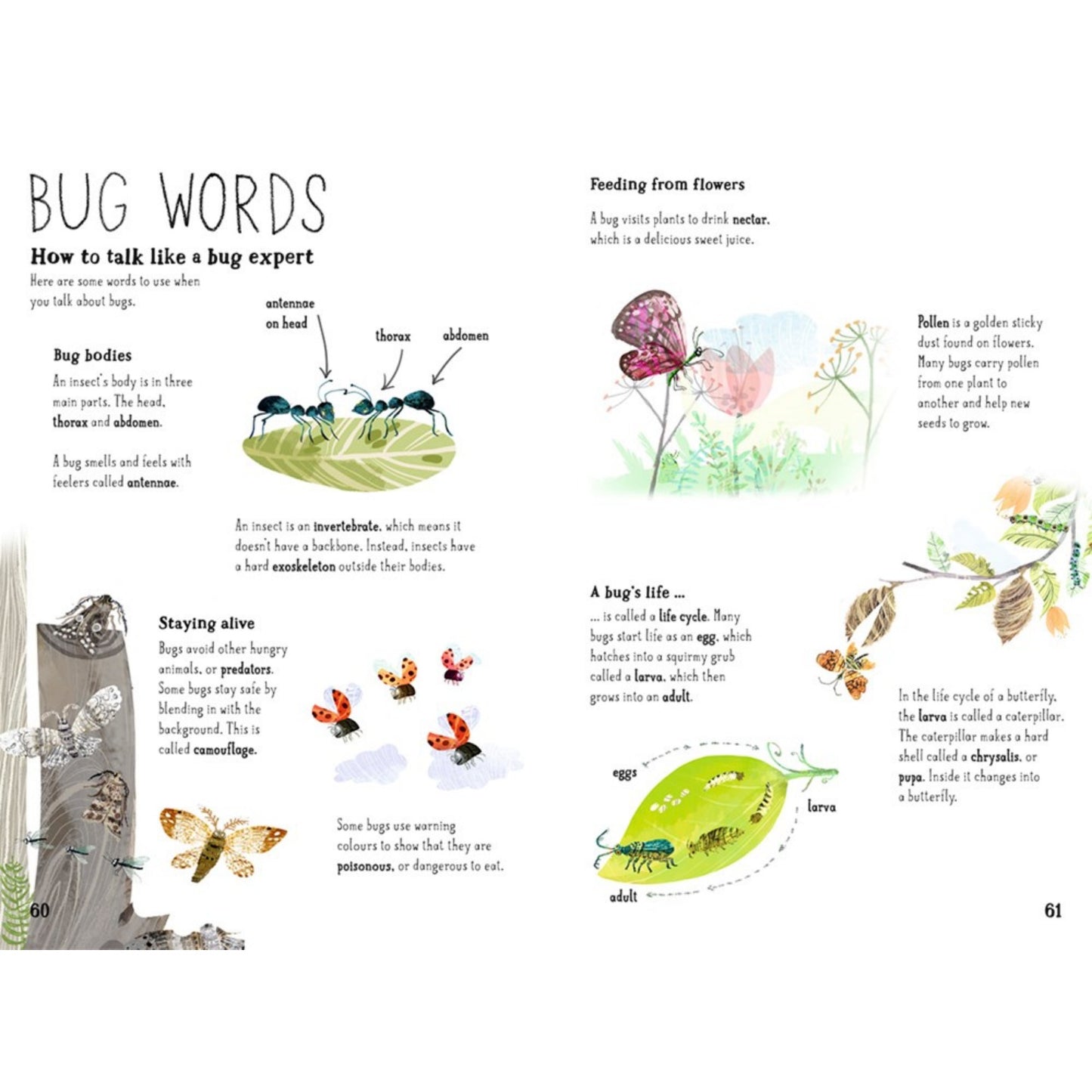 The Big Book of Bugs | Children's Picture Book on Bugs and Spiders